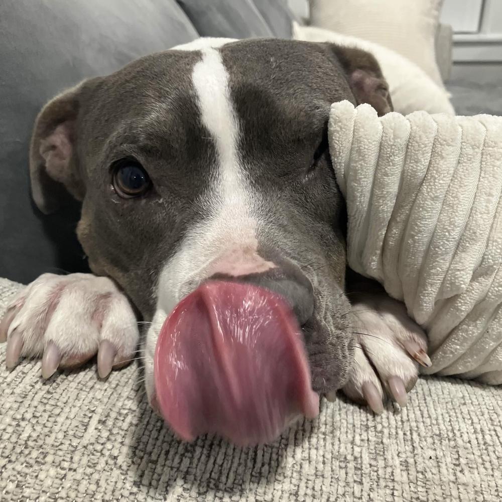 Enlarge Lola - AVAILABLE/FOSTER NEEDED, a Adoptable Pit Bull Terrier in Seattle, WA image 4/6