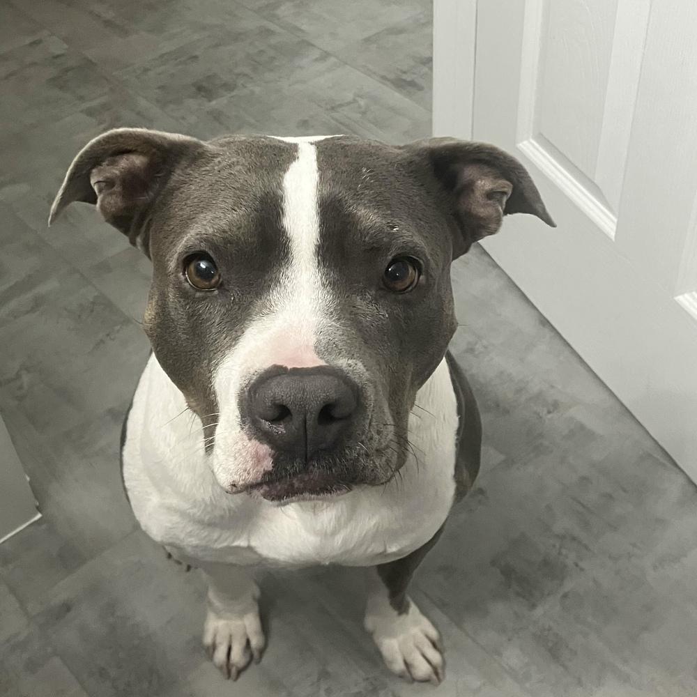 Enlarge Lola - AVAILABLE, a Adoptable Pit Bull Terrier in Seattle, WA image 4/6