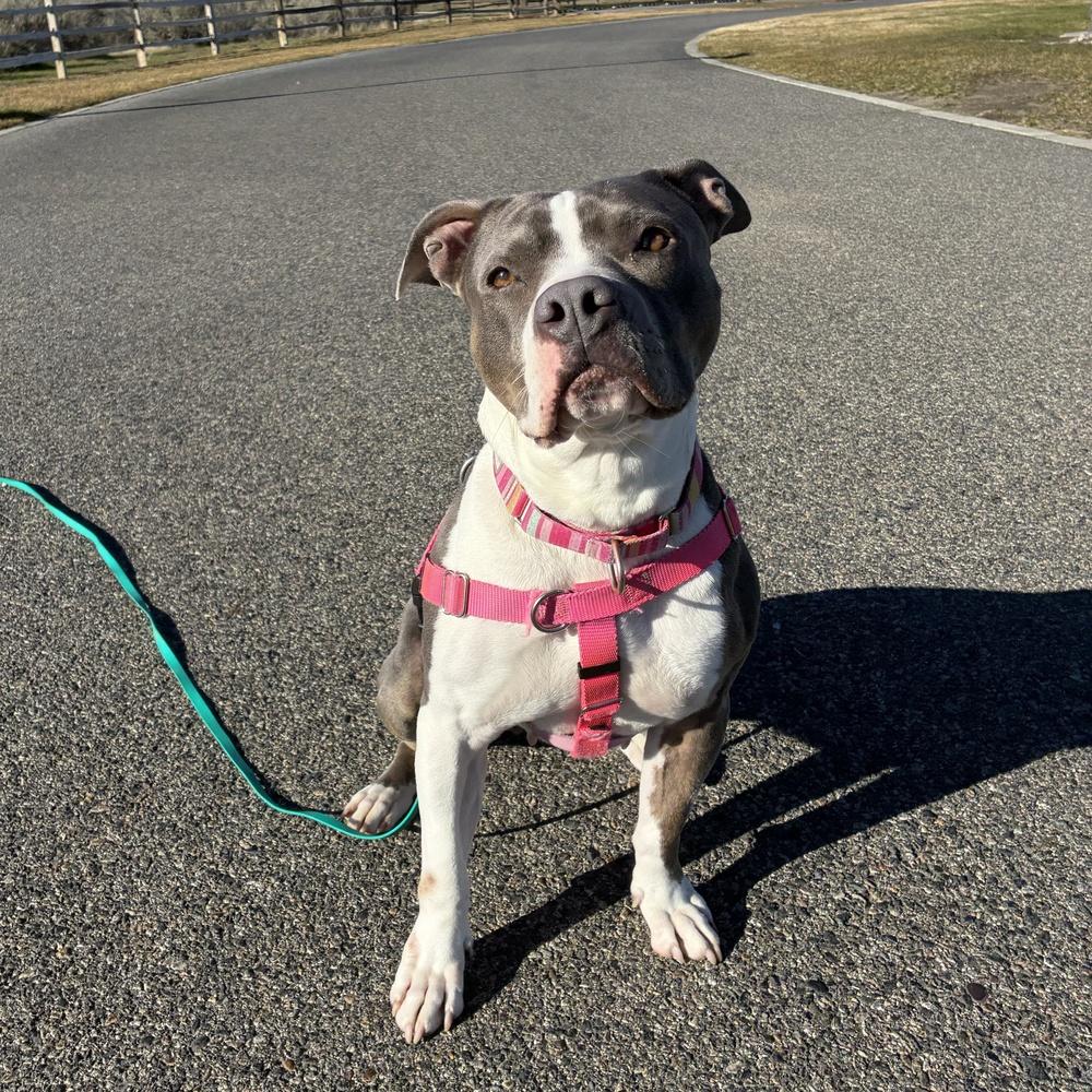 Enlarge Lola - AVAILABLE, a Adoptable Pit Bull Terrier in Seattle, WA image 5/6