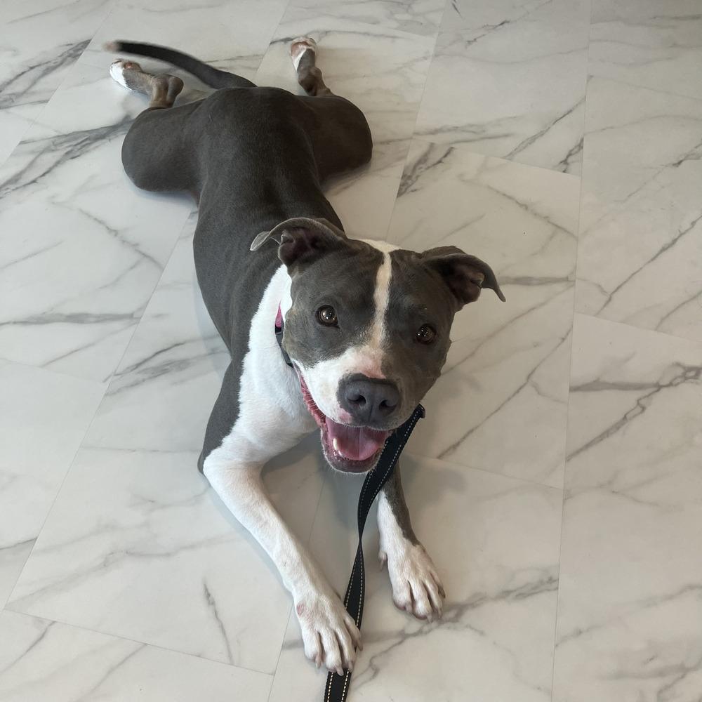 Enlarge Lola - AVAILABLE/FOSTER NEEDED, a Adoptable Pit Bull Terrier in Seattle, WA image 5/6