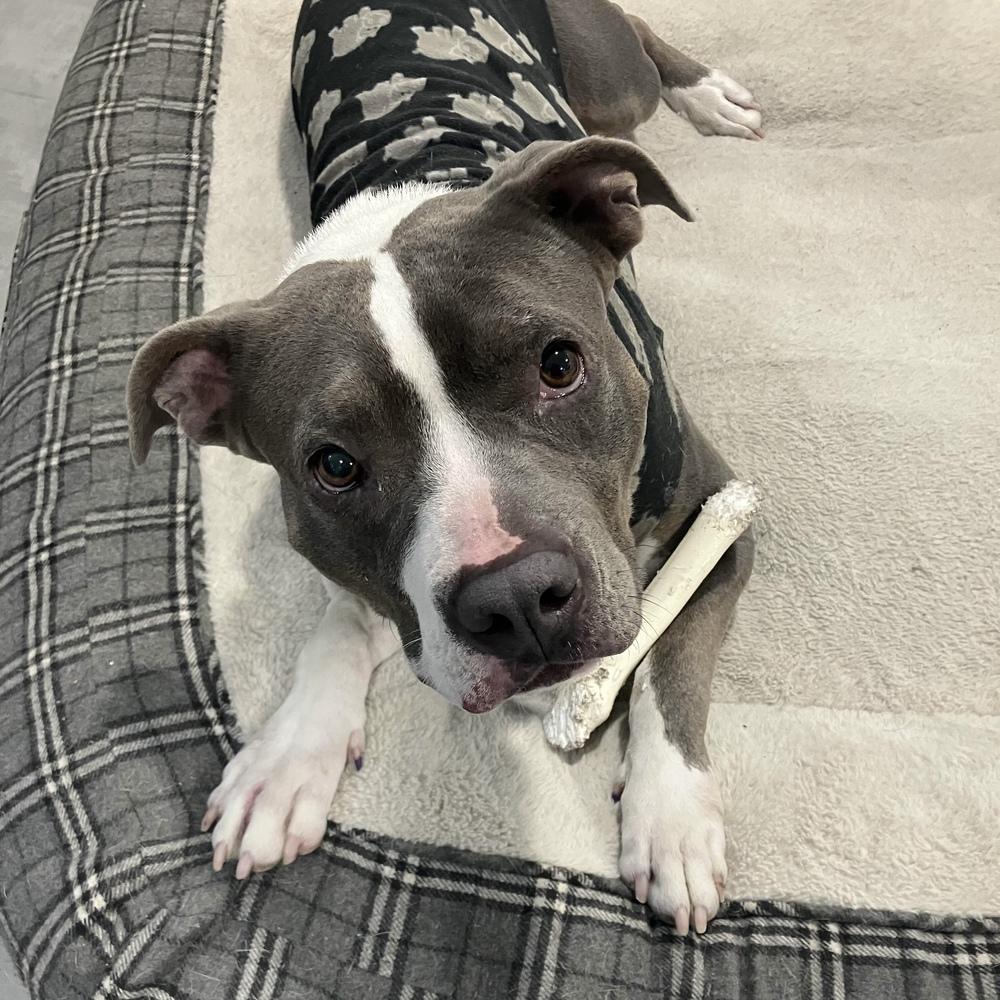 Enlarge Lola - AVAILABLE/FOSTER NEEDED, a Adoptable Pit Bull Terrier in Seattle, WA image 6/6