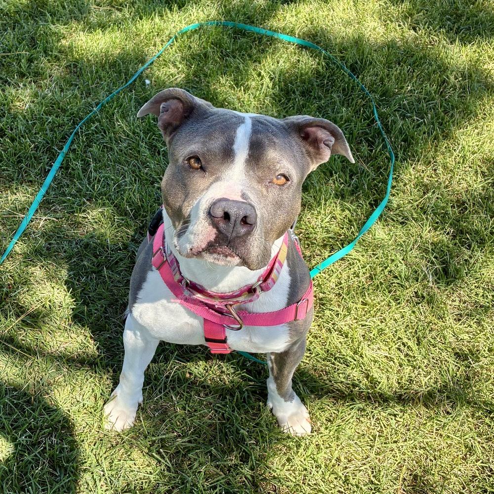 Lola - AVAILABLE, Adoptable, Adult Female Pit Bull Terrier.