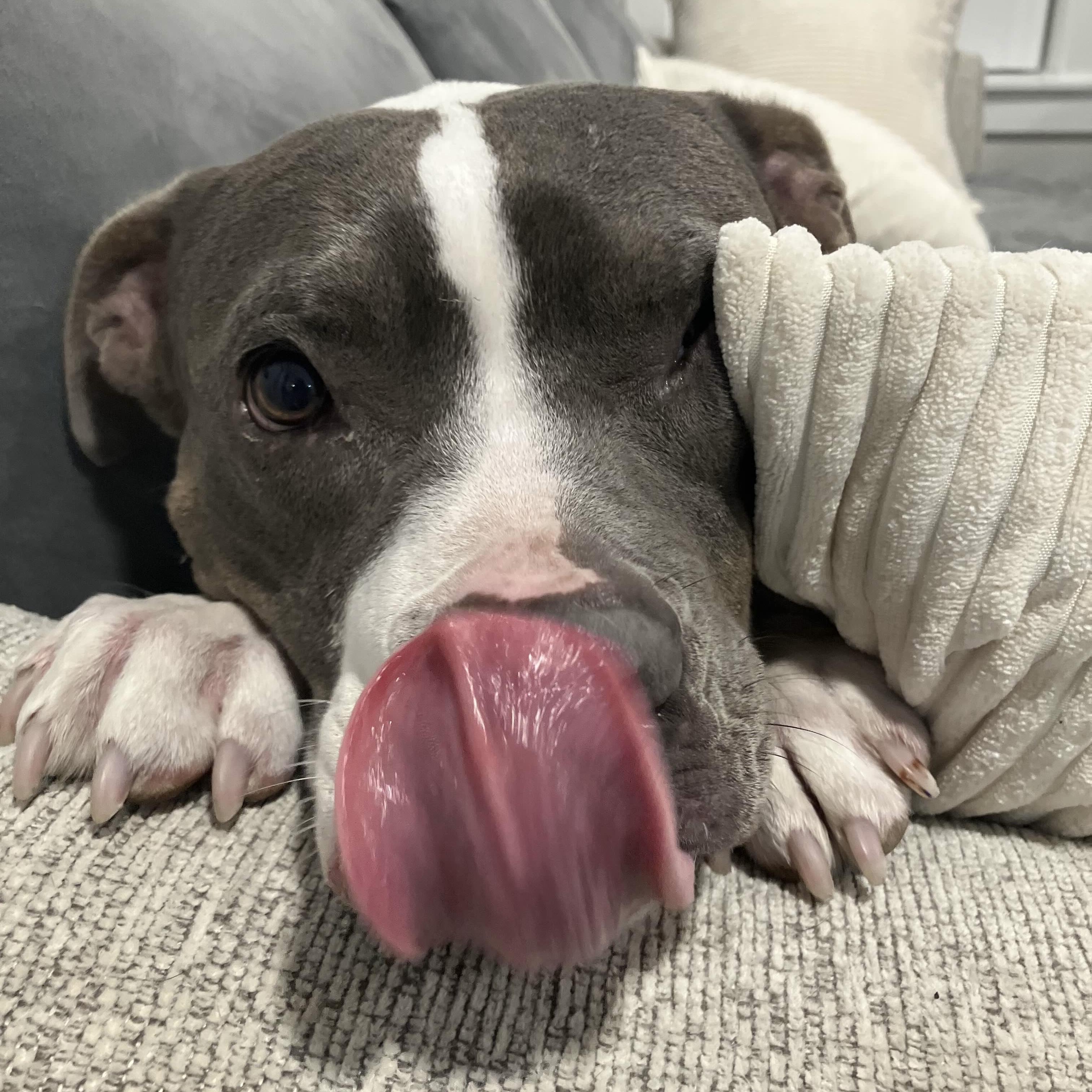 Enlarge Lola - AVAILABLE/FOSTER NEEDED, a Adoptable Pit Bull Terrier in Seattle, WA image 6/7