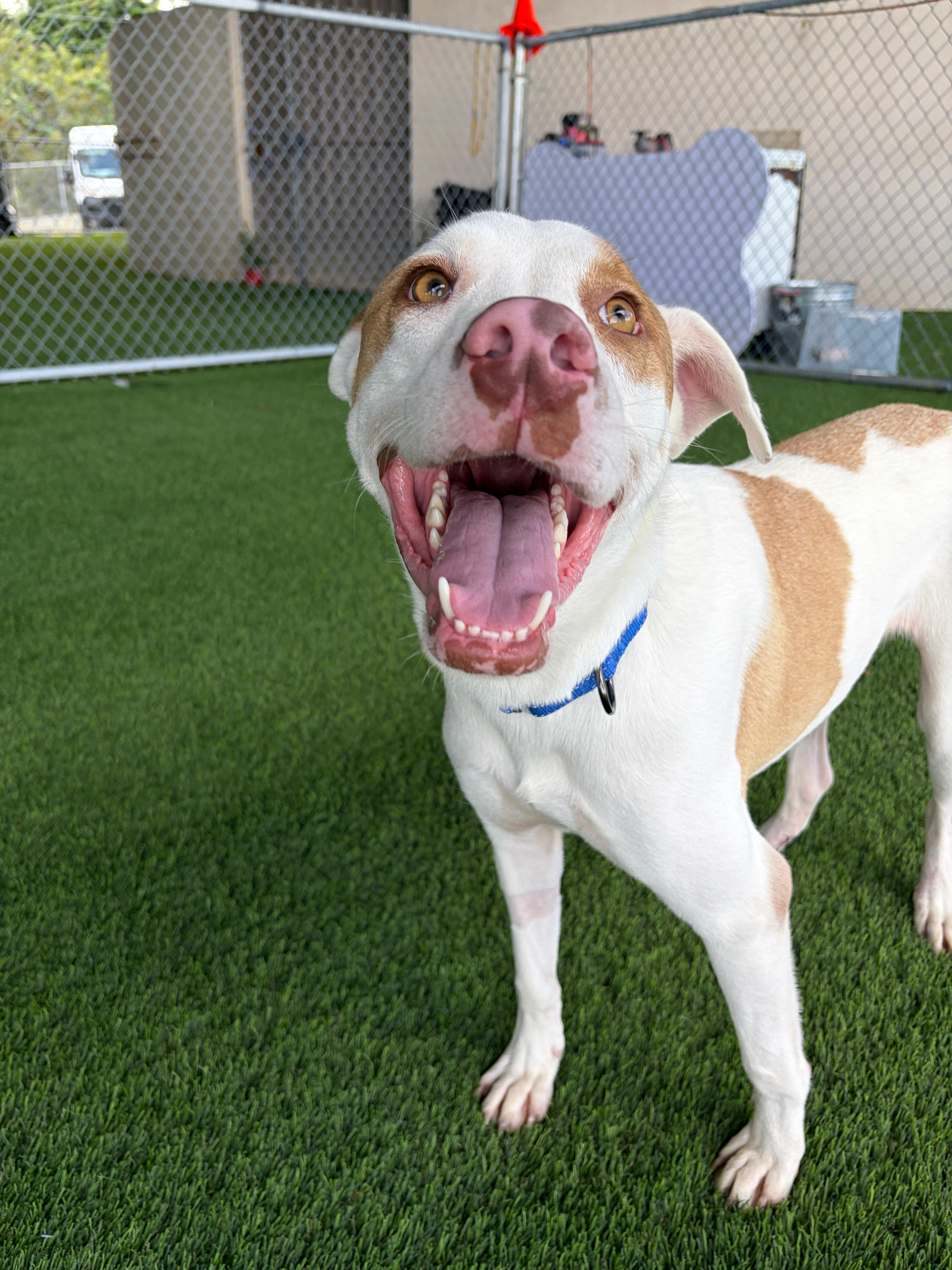 Enlarge Draco, a ADOPTABLE mixed breed in Brooklyn, NY image 1/5