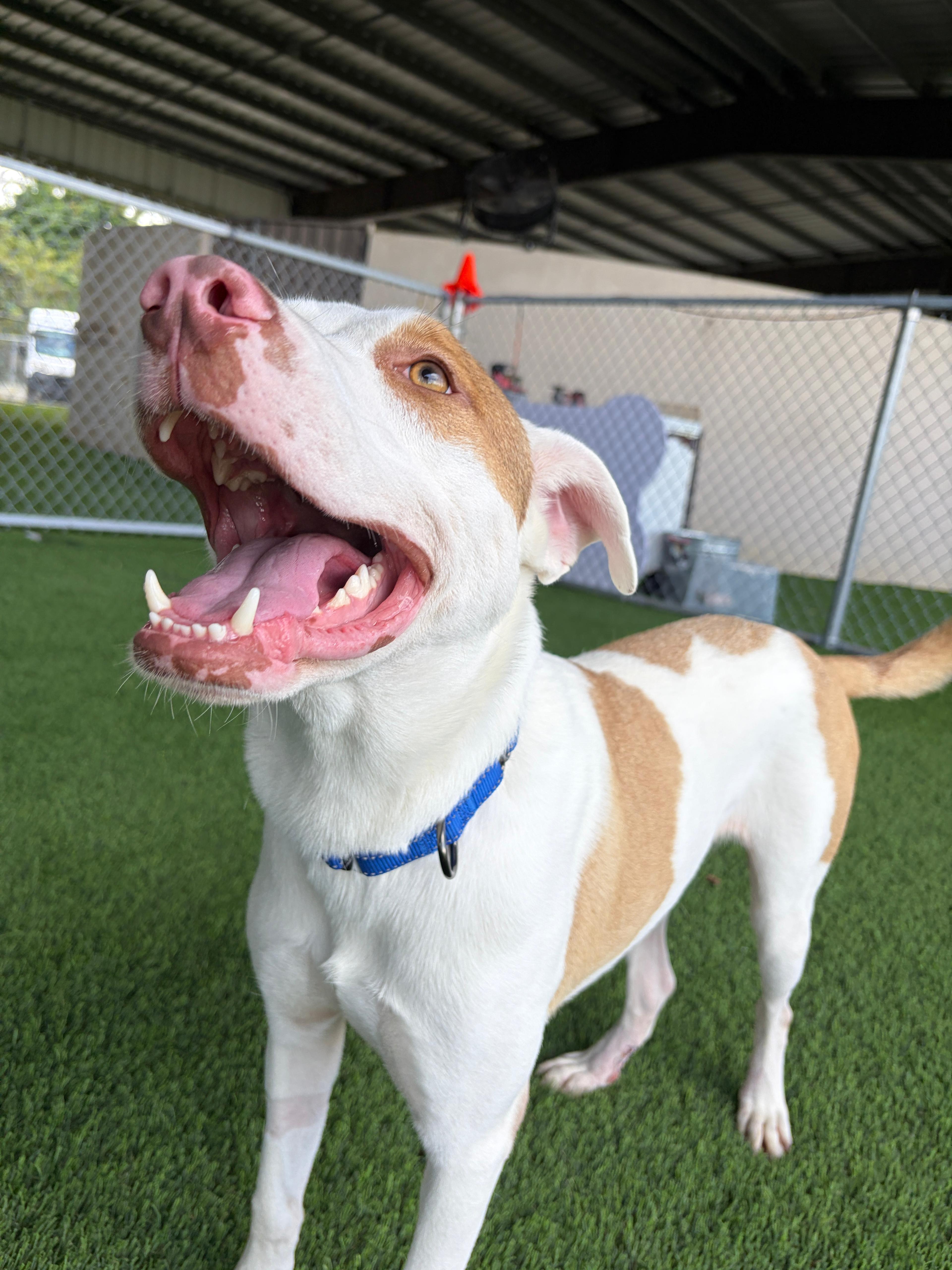 Enlarge Draco, a ADOPTABLE mixed breed in Brooklyn, NY image 4/5