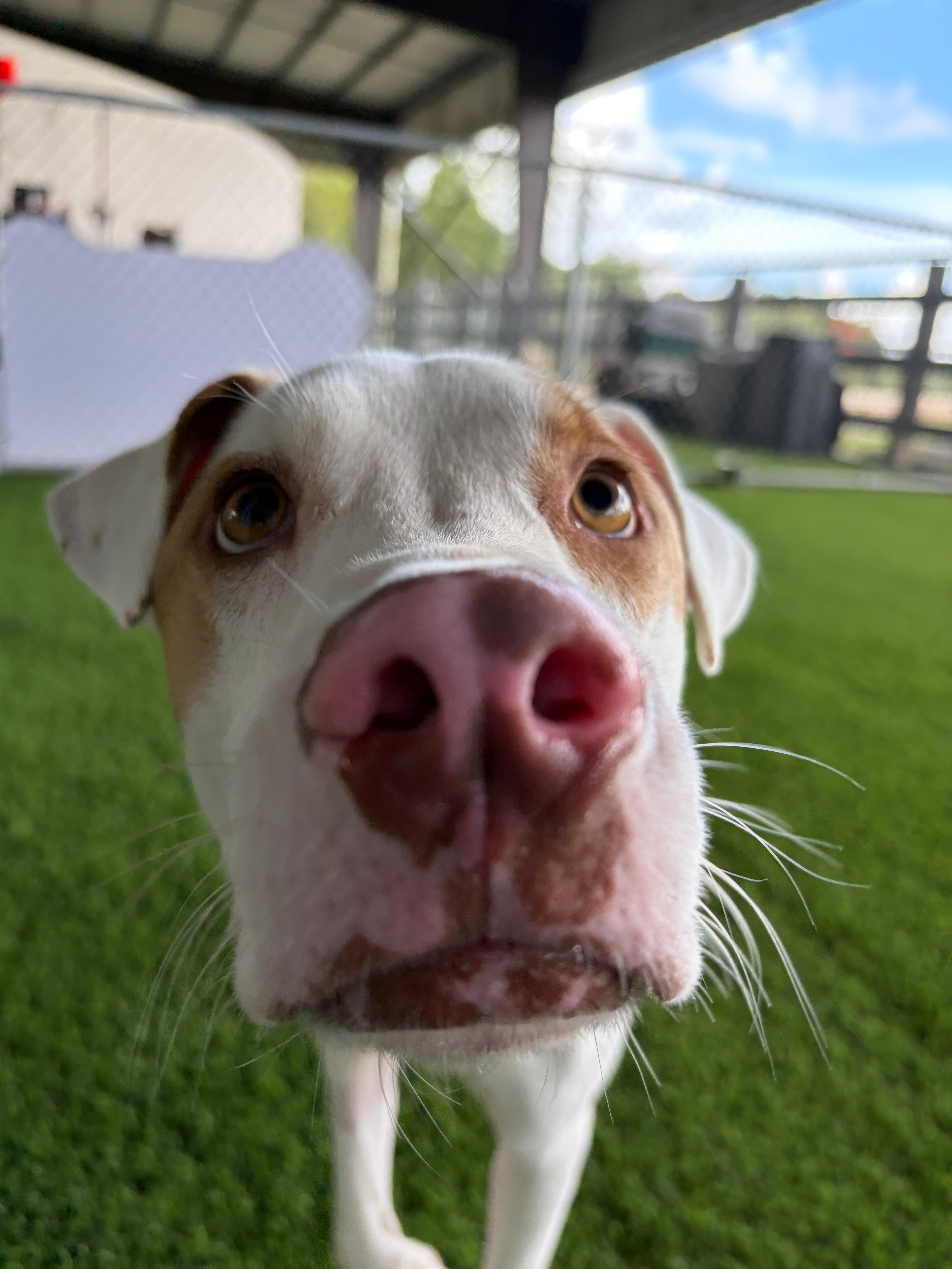 Enlarge Draco, a ADOPTABLE mixed breed in Brooklyn, NY image 3/5