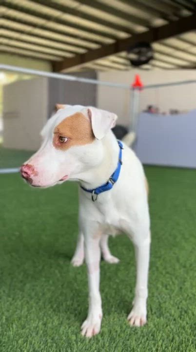 Enlarge Draco, a ADOPTABLE mixed breed in Brooklyn, NY video 5/5