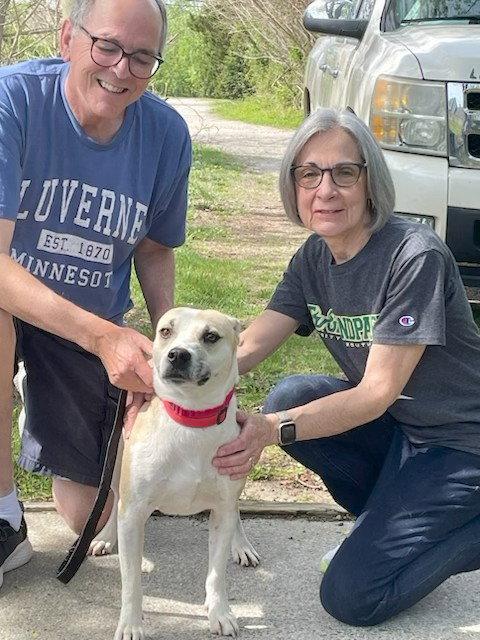 Enlarge Bernie, a Adopted mixed breed in Mount Laurel, NJ image 1/3