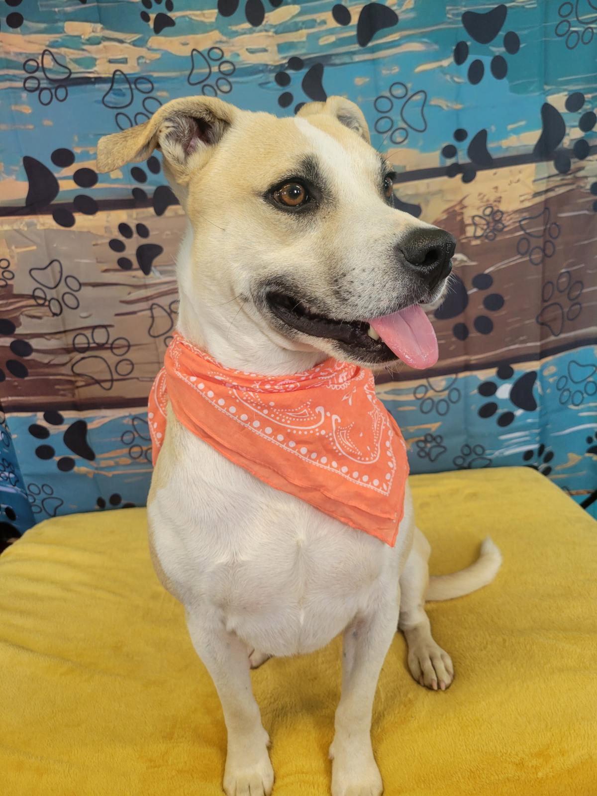 Enlarge Bernie, a Adopted mixed breed in Mount Laurel, NJ image 2/3