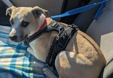 Enlarge Bernie, a Adopted mixed breed in Mount Laurel, NJ image 3/3