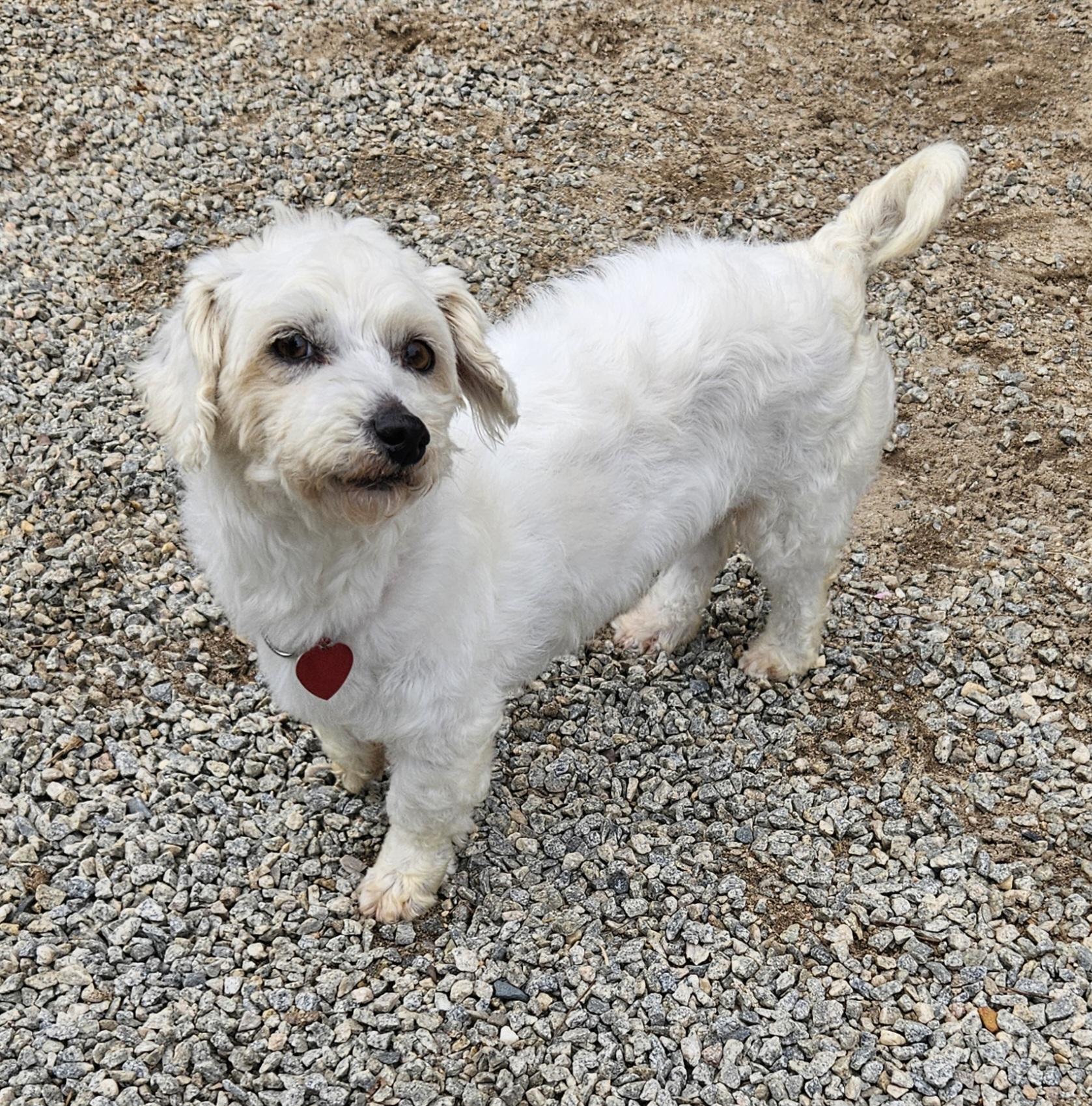 Dixie, a ADOPTABLE Airedale Terrier in Raleigh, NC image 2/2
