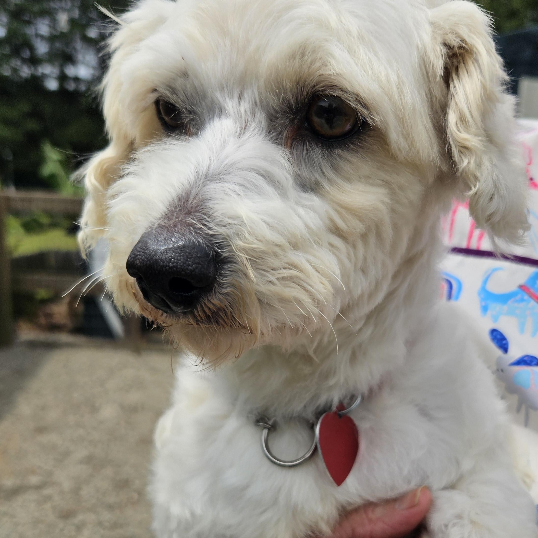 Dixie, a ADOPTABLE Airedale Terrier in Raleigh, NC image 1/2