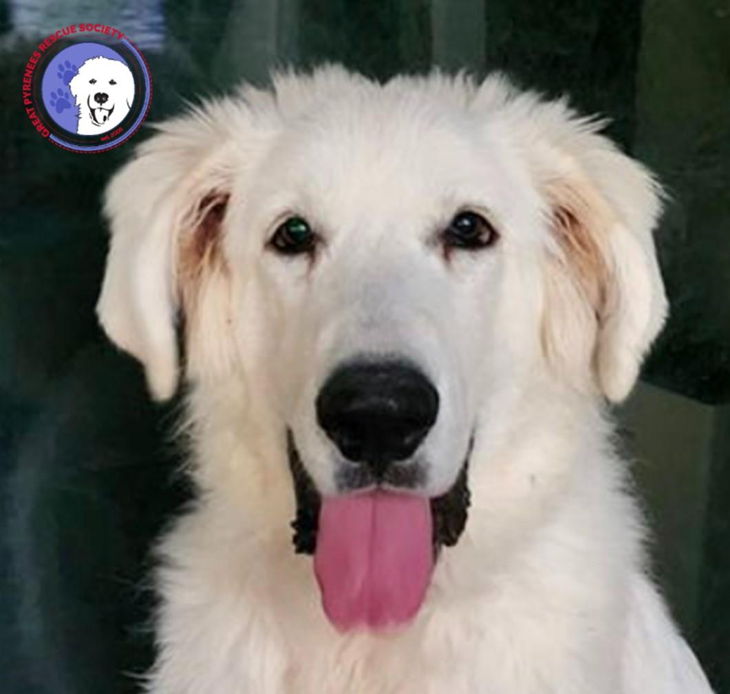 Tune in to our Facebook page Great Pyrenees Rescue Society - GPRS every Sunday at 3pm CT to see o