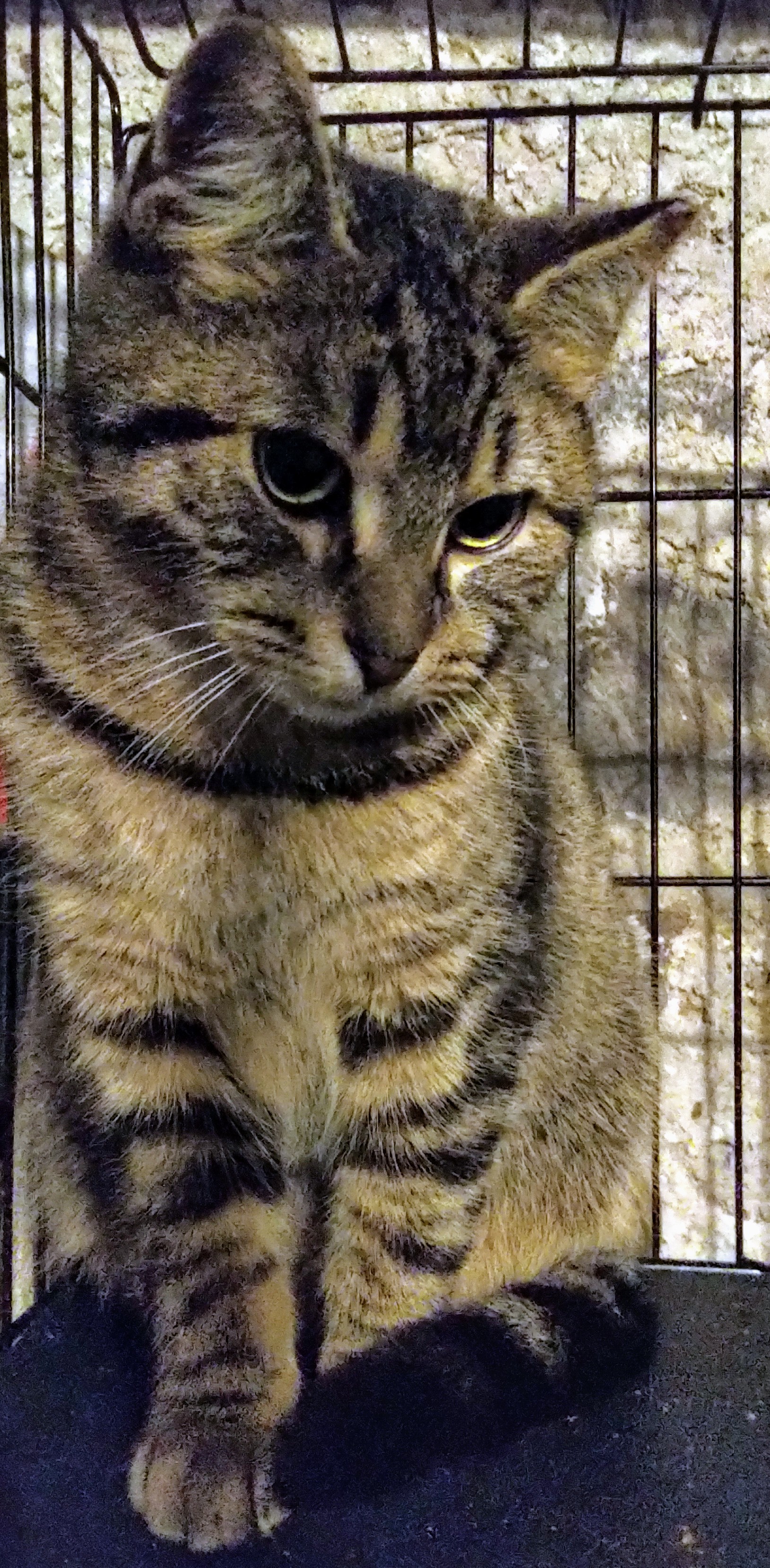 Greta, very shy girl, born Summer 2019 photo 2