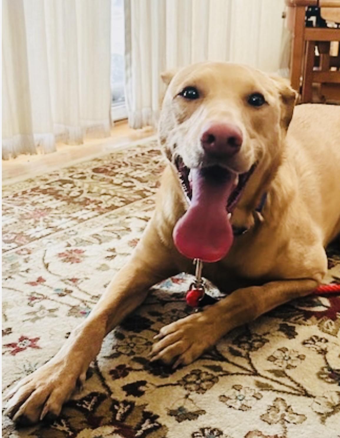 Enlarge Odie, an adopted mixed breed in Hockessin, DE image 2/3