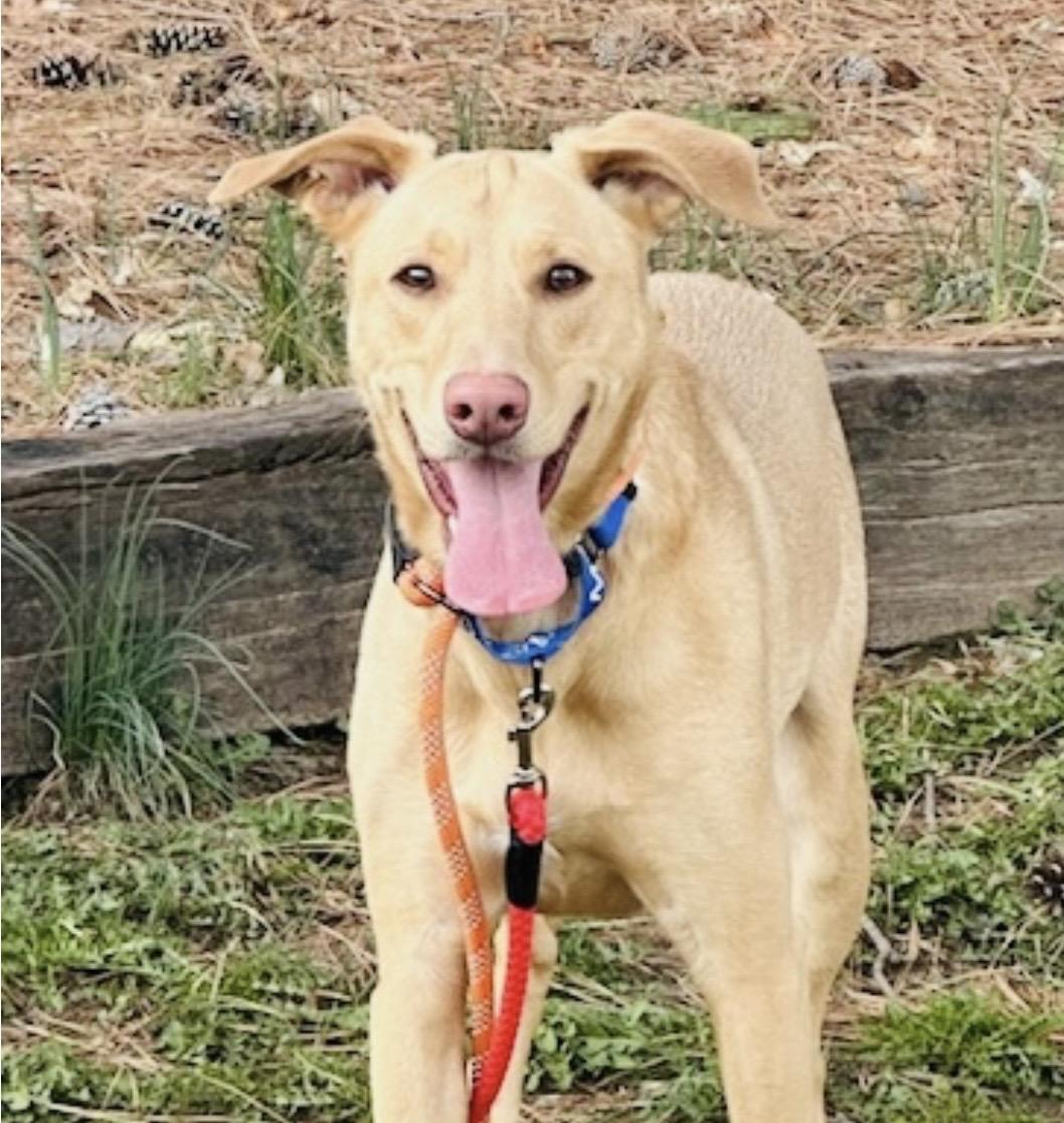 Enlarge Odie, an adopted mixed breed in Hockessin, DE image 1/3