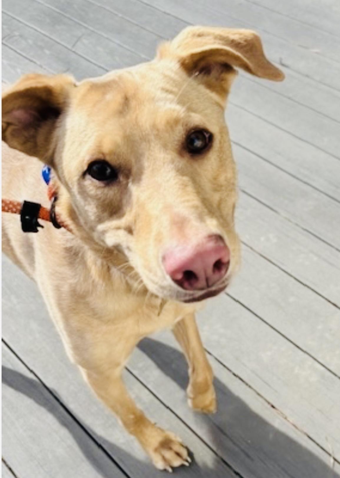 Enlarge Odie, an adopted mixed breed in Hockessin, DE image 3/3