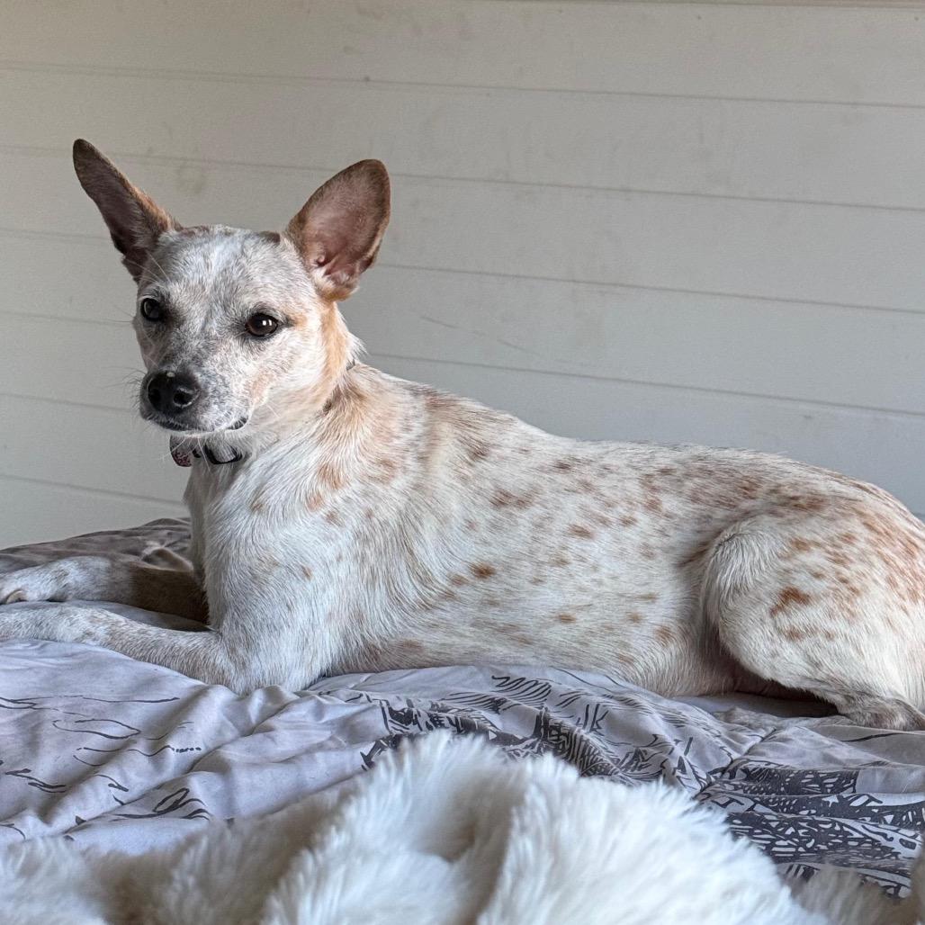 MEGGIE, Adoptable, Adult Female Terrier.