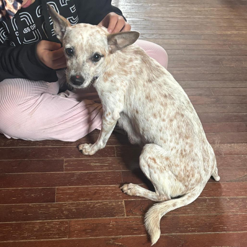 Enlarge MEGGIE, a Adoptable Terrier in Atco, NJ image 4/6