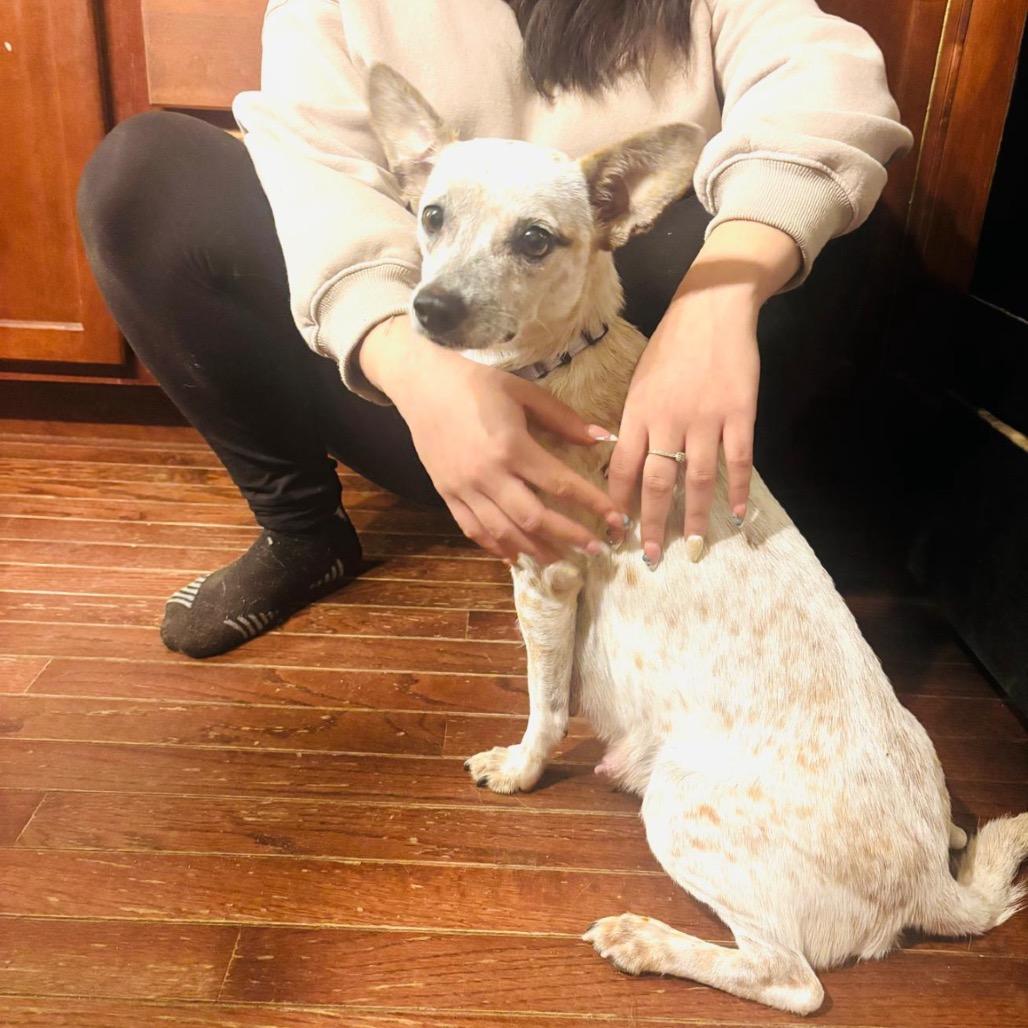 Enlarge MEGGIE, a Adoptable Terrier in Atco, NJ image 5/6