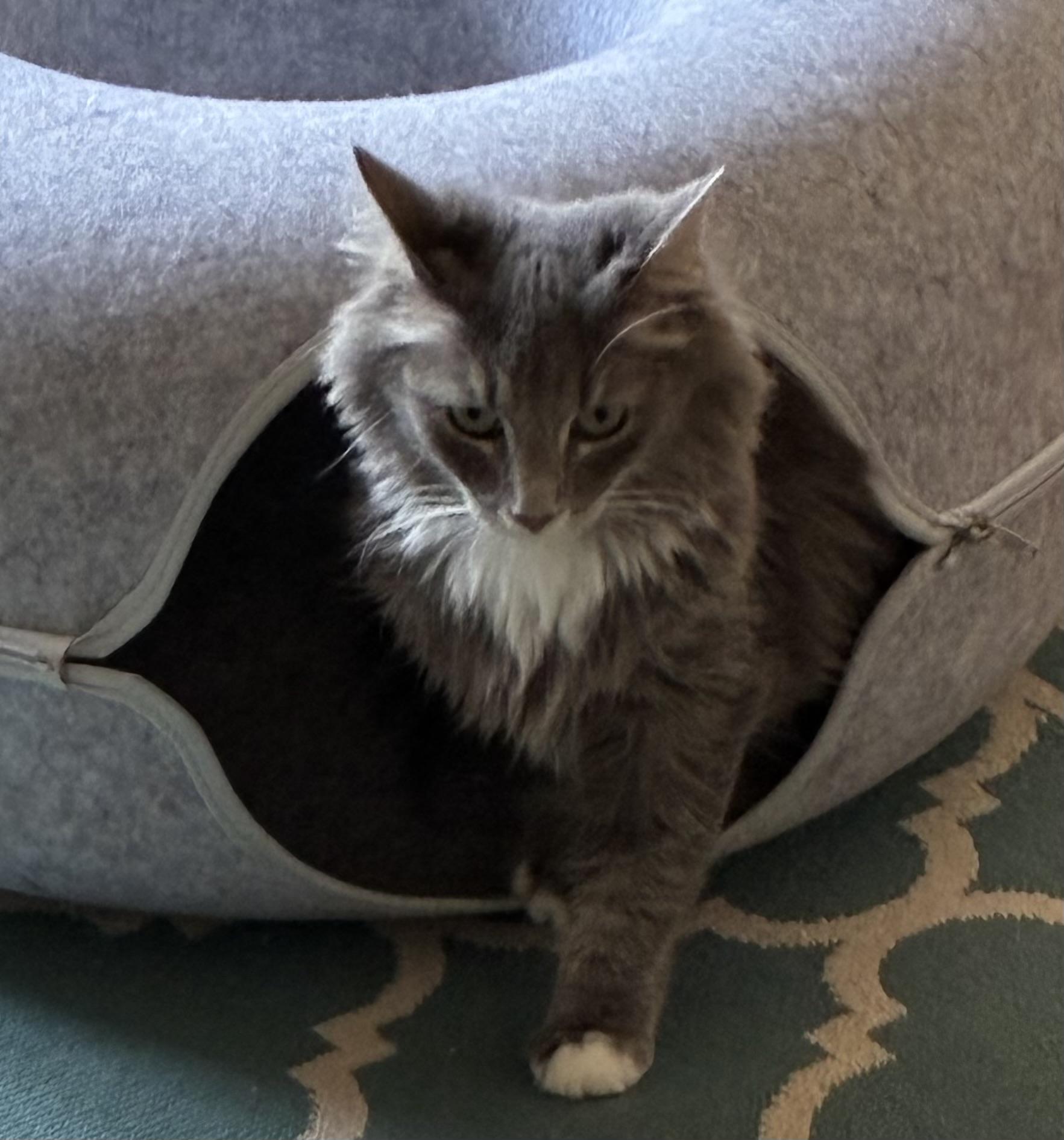 Falcor, an adopted Domestic Medium Hair in Lewistown, PA image 3/3