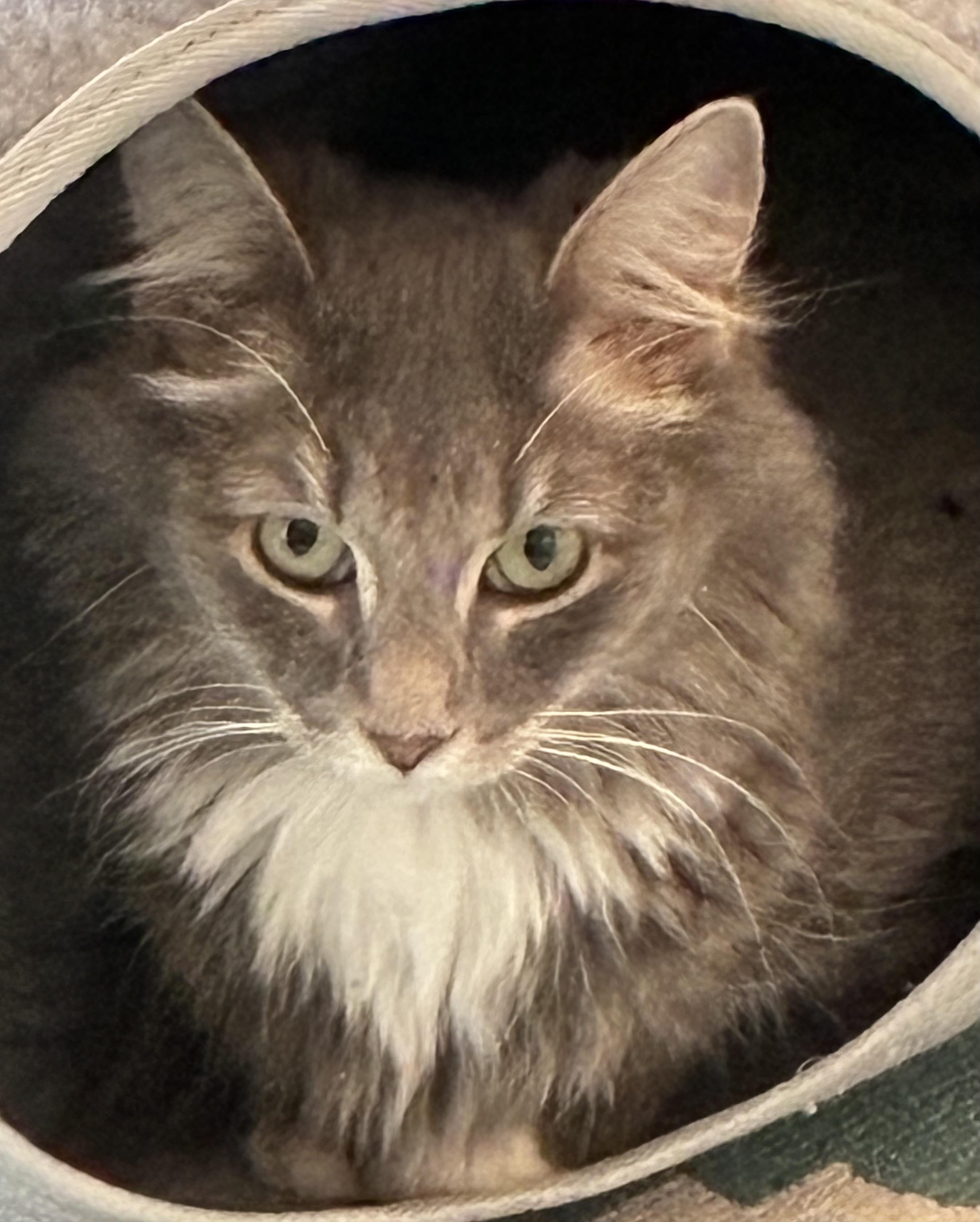 Falcor, an adopted Domestic Medium Hair in Lewistown, PA image 2/3