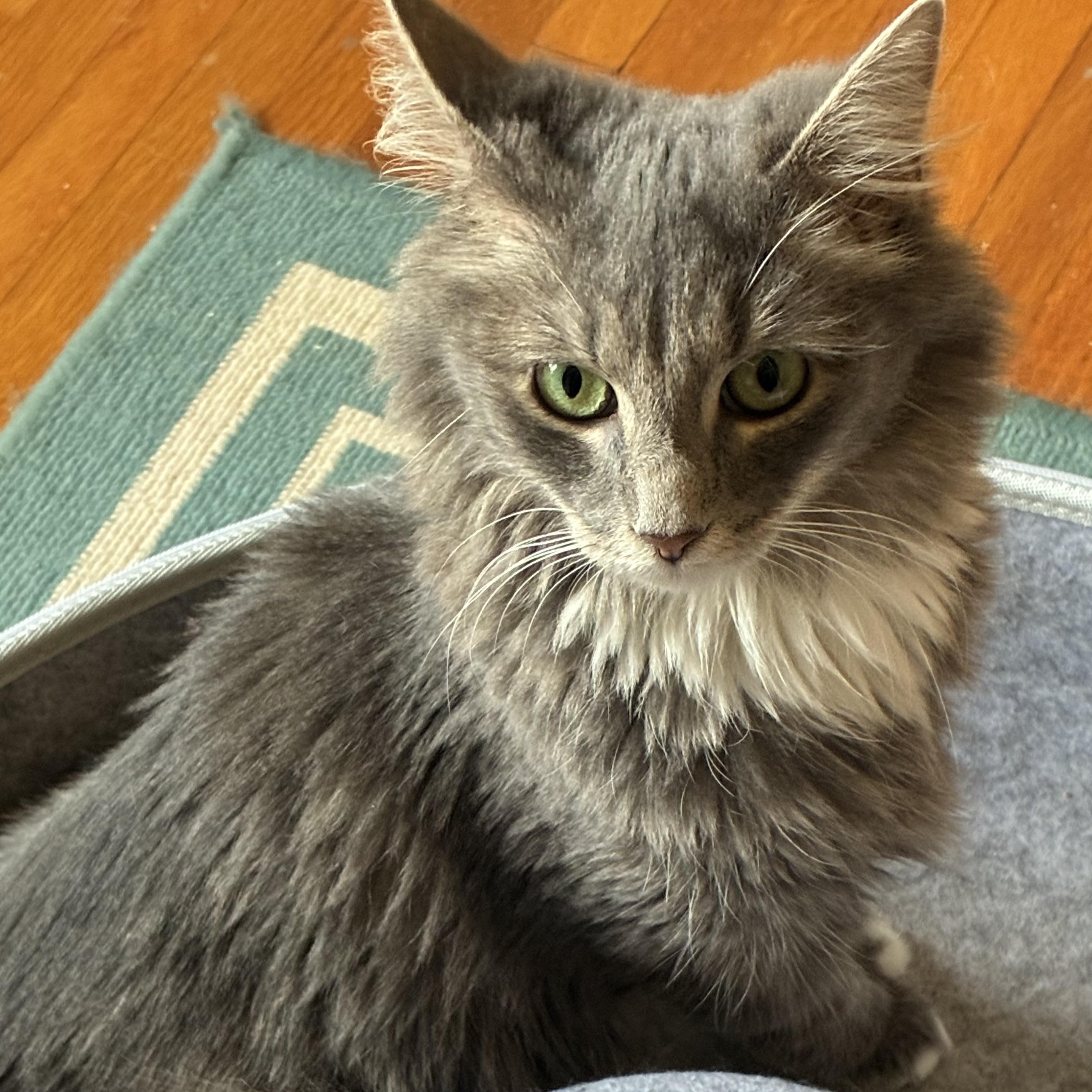 Falcor, adopted, Young Female Domestic Medium Hair.