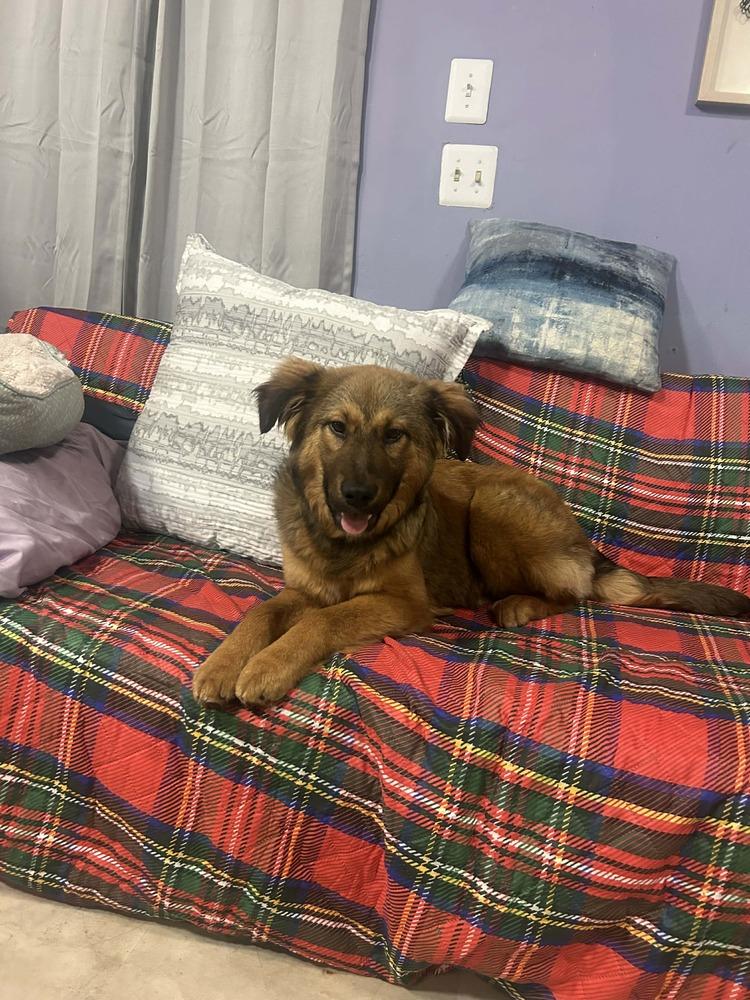 Enlarge Lloyd, a Adoptable mixed breed in Dutton, VA image 1/1