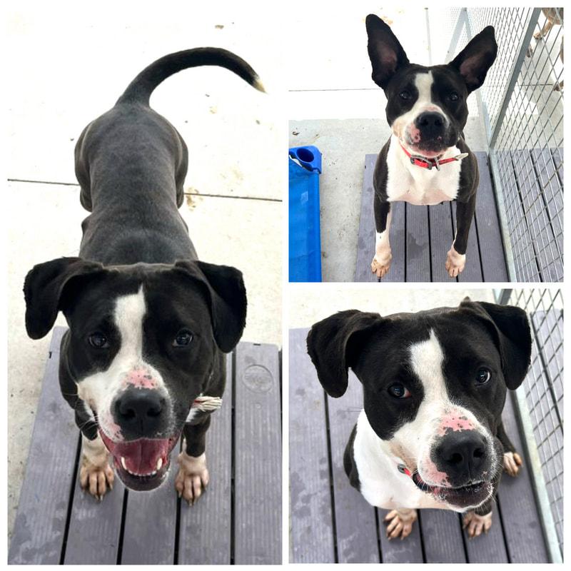 Rosita, Adoptable, Adult Female Pit Bull Terrier.