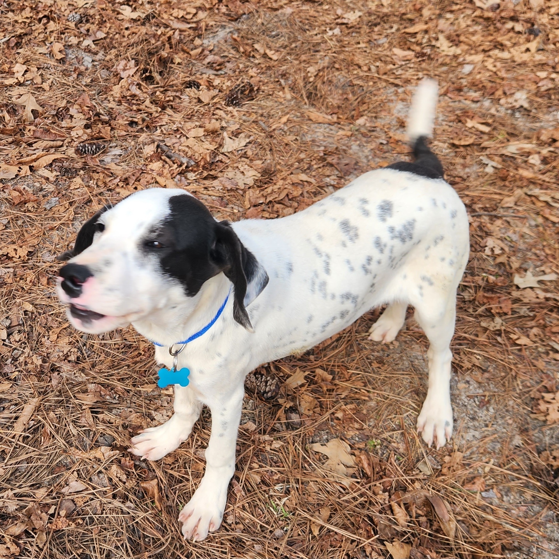Petey, Adoptable, Young Male Pointer.