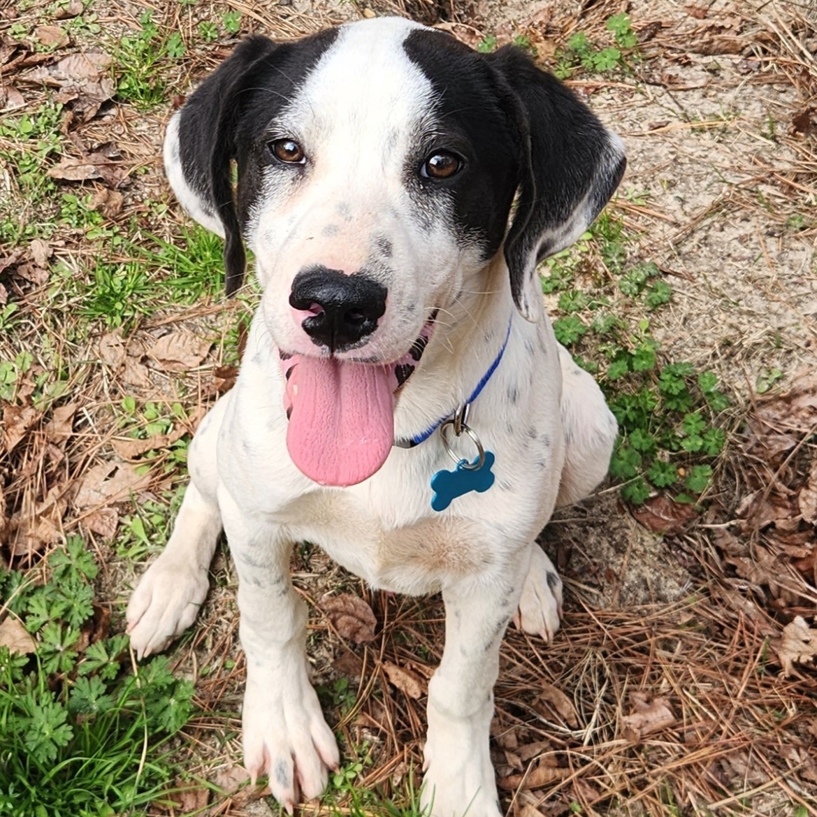 Enlarge Petey, a Adoptable mixed breed in Chesapeake, VA image 2/6
