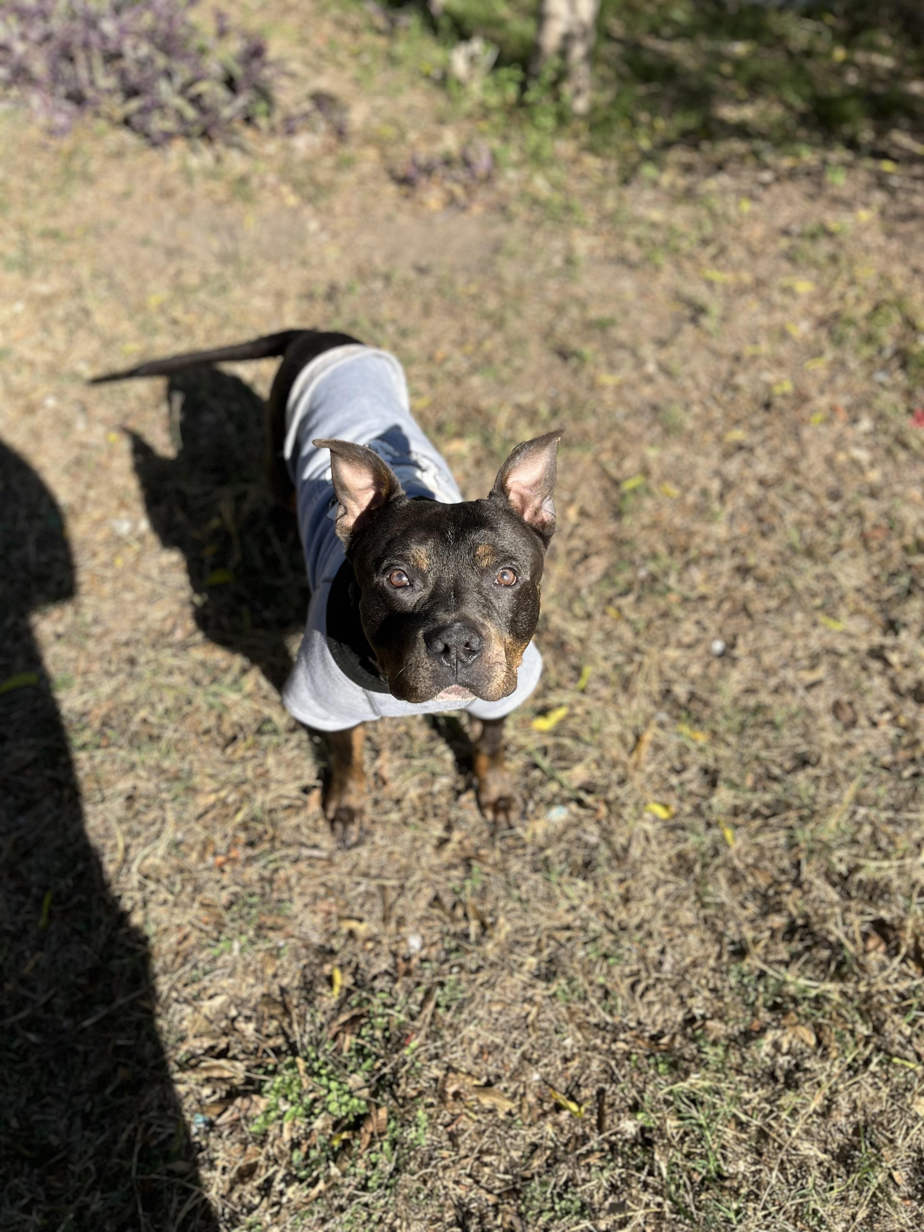 Enlarge Bobo, a Adoptable mixed breed in Menands, NY image 5/5