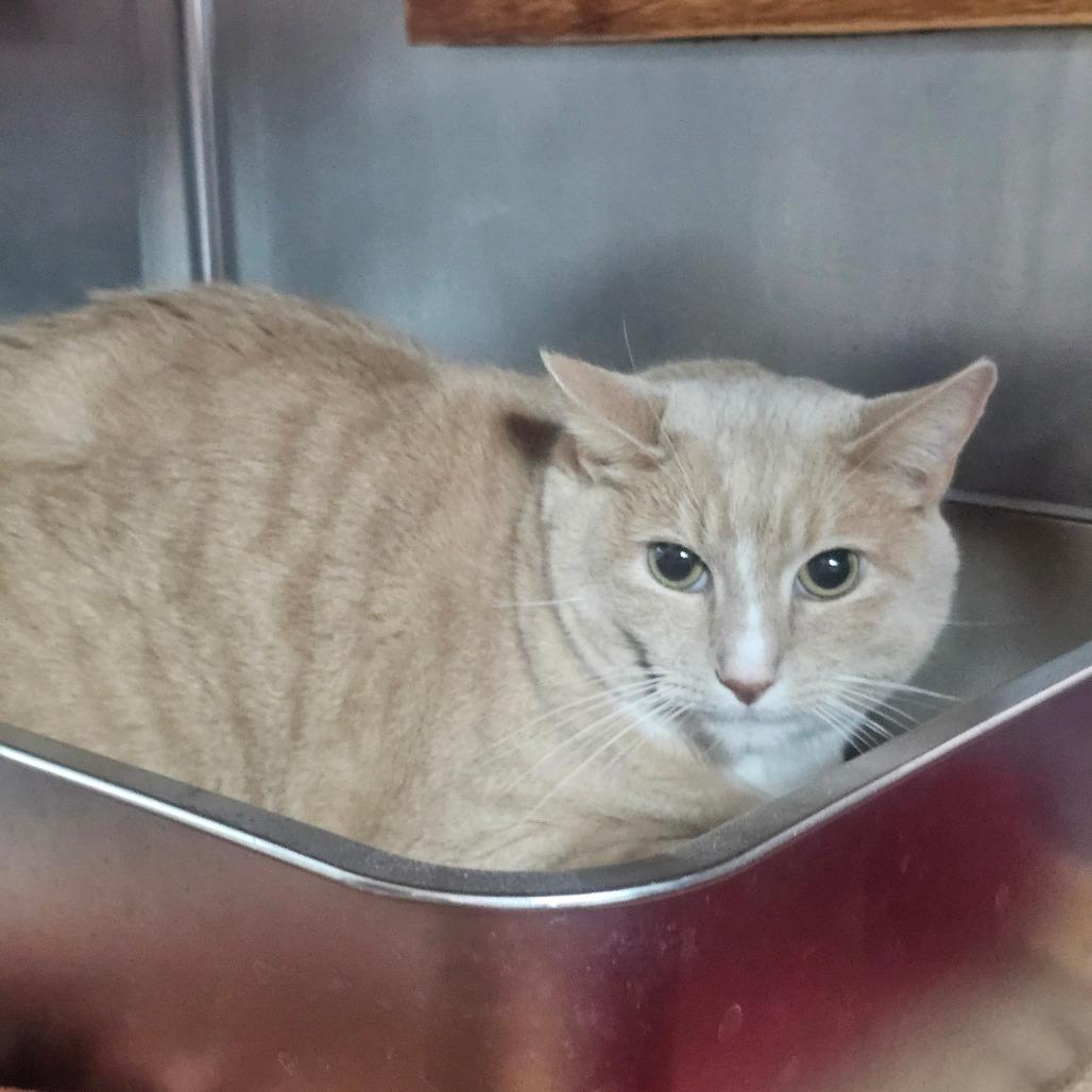 Enlarge Lennon, a Adoptable Domestic Short Hair in Pensacola, FL image 1/1