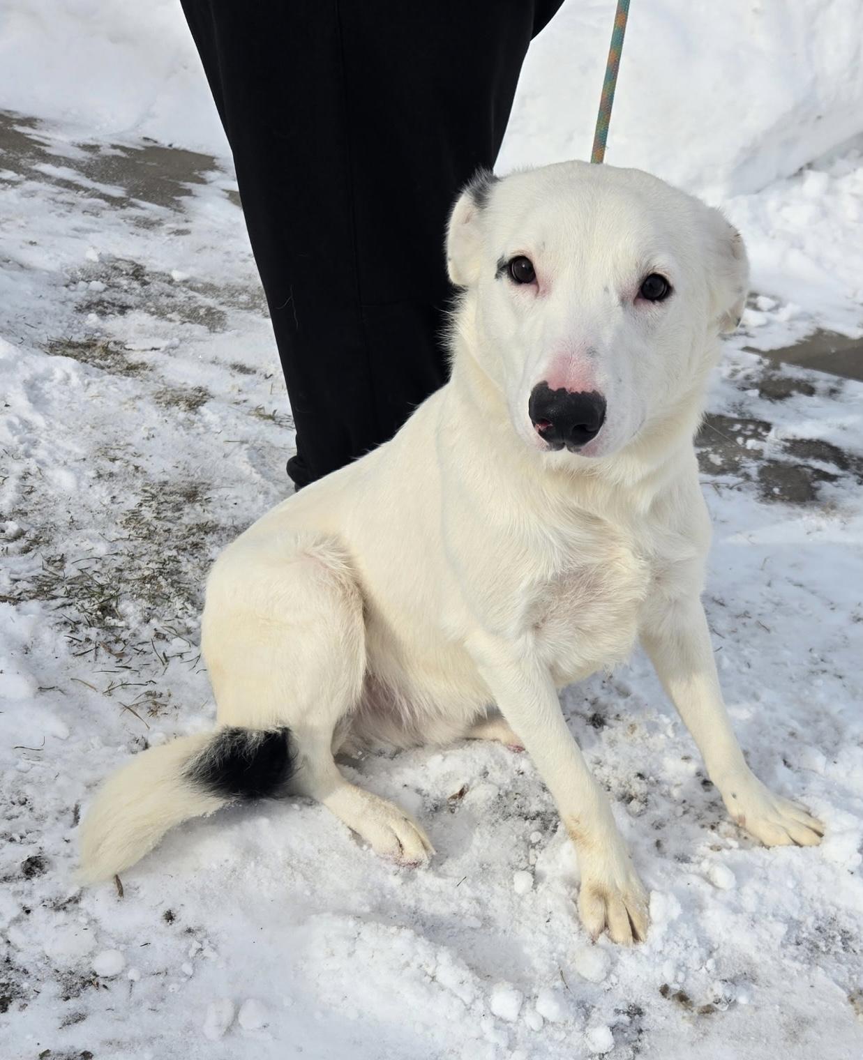 Enlarge Lucky, a ADOPTABLE mixed breed in Massena, NY image 1/1