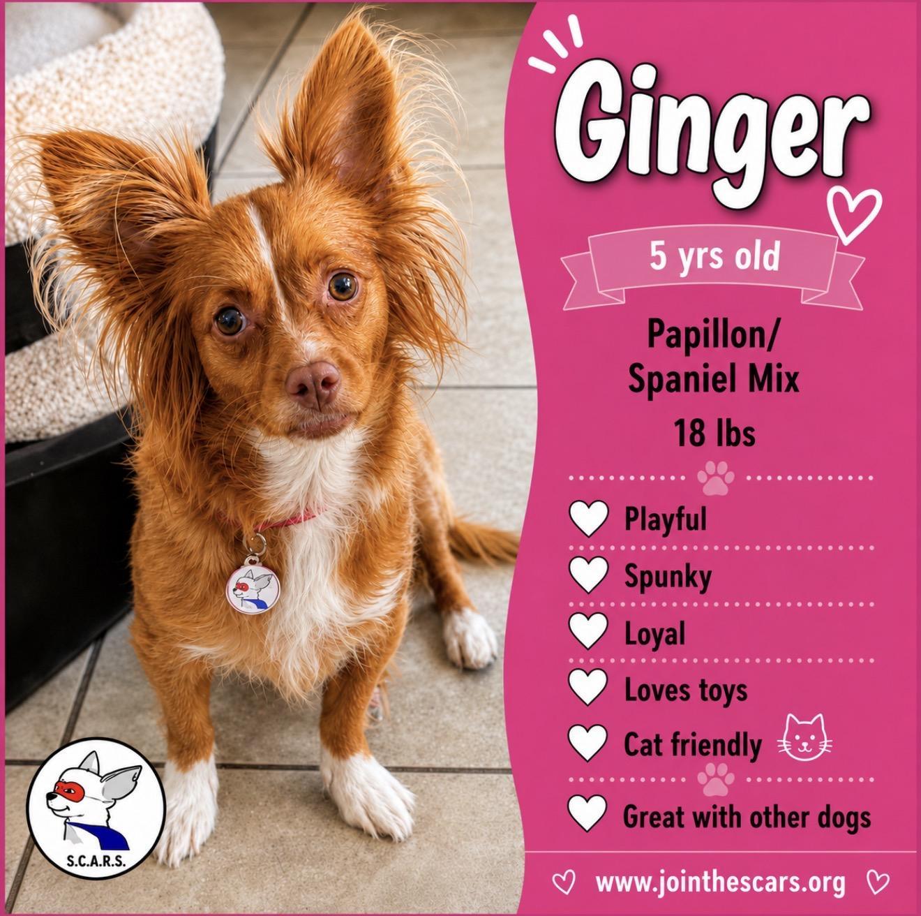 GINGER, Adoptable, Adult Female Papillon & Spaniel.