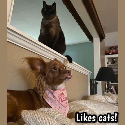 Enlarge GINGER, a Adoptable mixed breed in Glendora, CA image 5/6