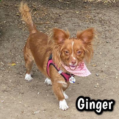 Enlarge GINGER, a Adoptable mixed breed in Glendora, CA image 6/6