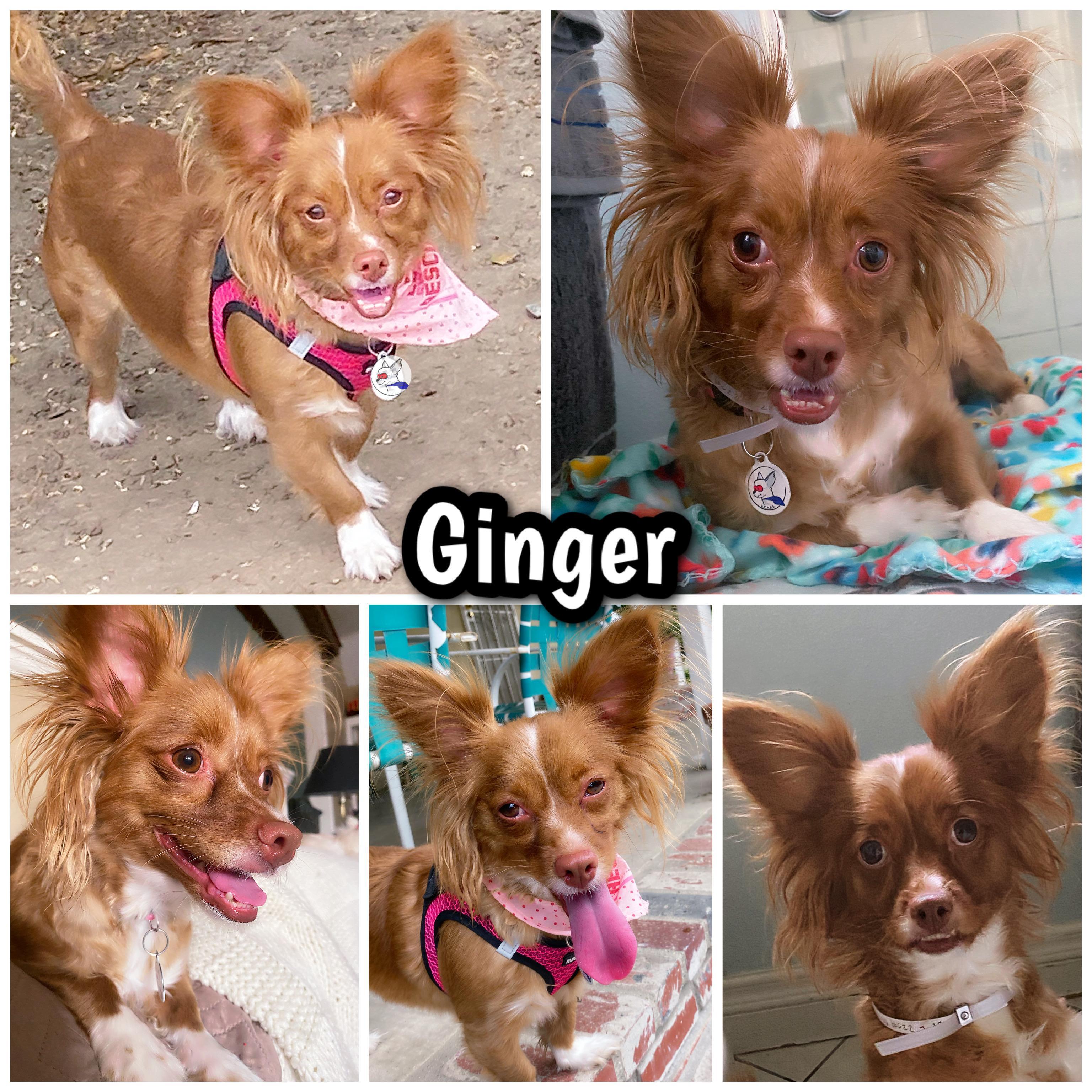 Enlarge GINGER, a Adoptable mixed breed in Glendora, CA image 3/6