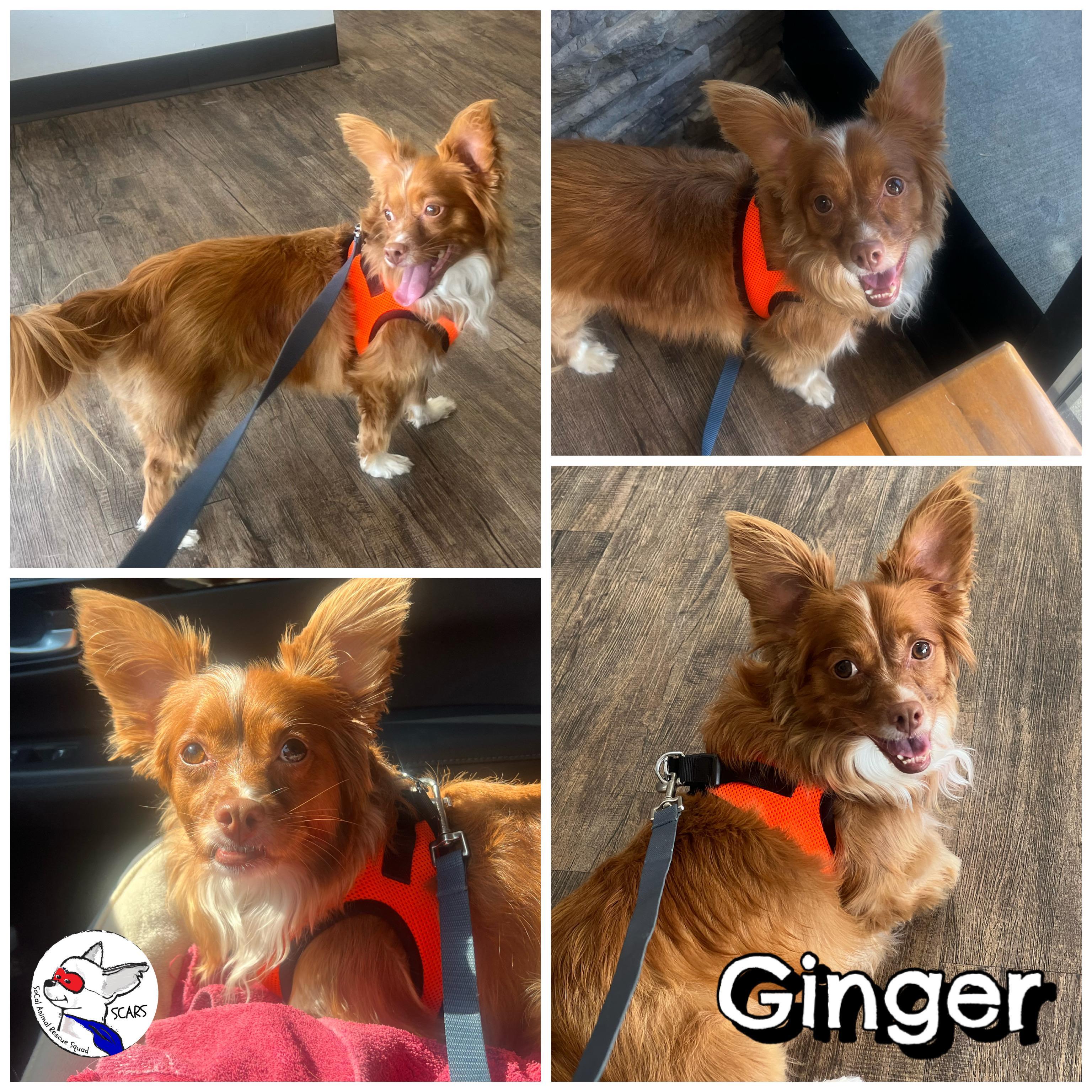 Enlarge GINGER, a Adoptable mixed breed in Glendora, CA image 4/6