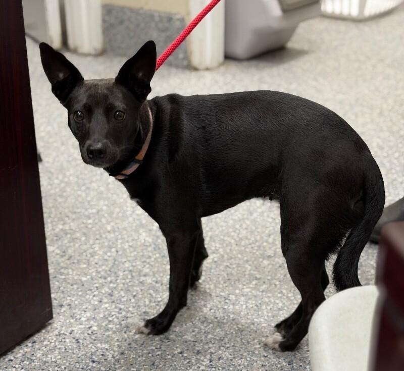 lola, Adoptable, Adult Female Feist & Mixed Breed.