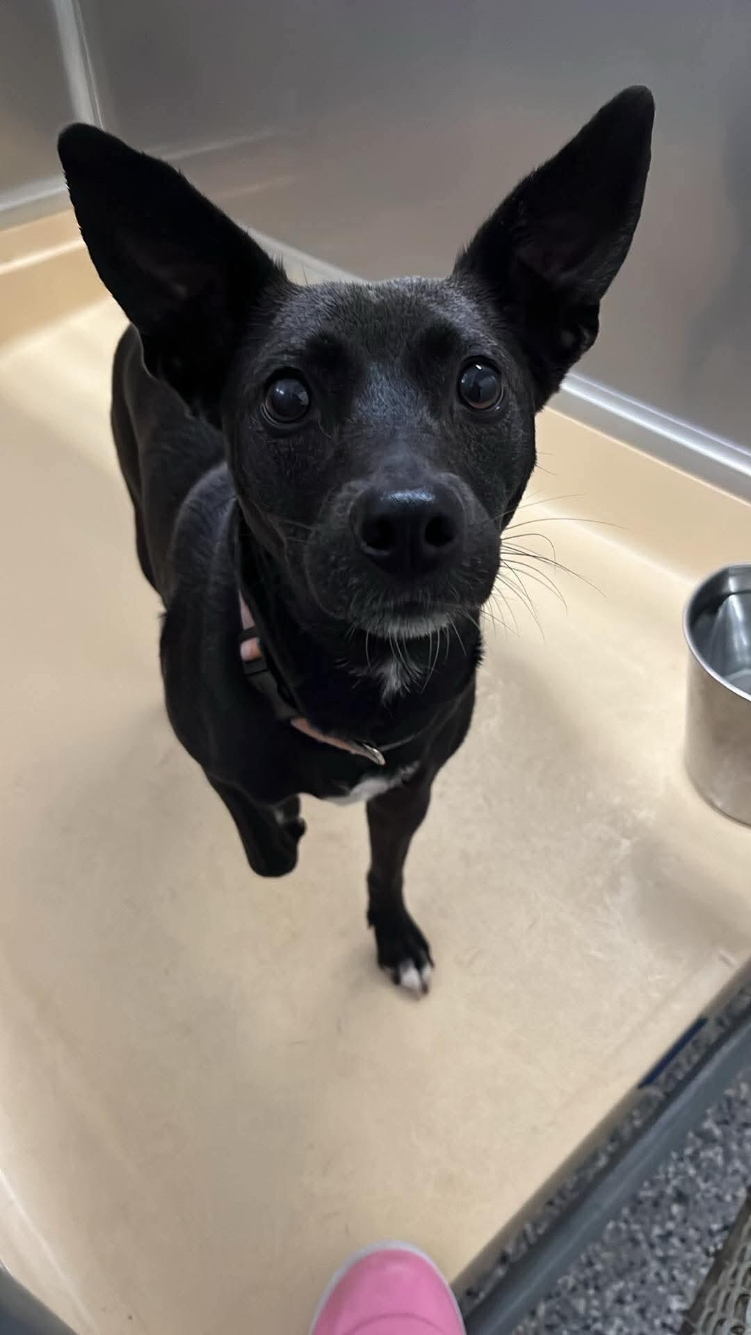 Enlarge lola, a Adoptable mixed breed in Burgaw, NC image 2/2