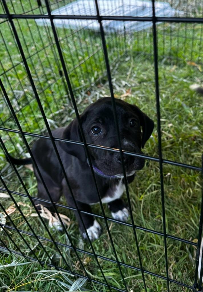 Tuck, Adoptable, Puppy Male Labrador Retriever & Australian Cattle Dog / Blue Heeler.