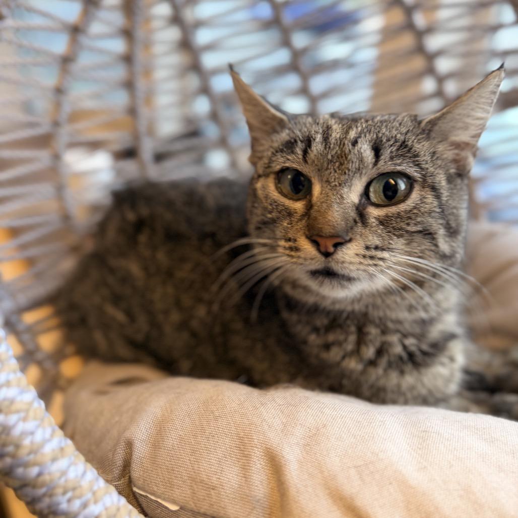 Celia, Adoptable, Adult Female Domestic Short Hair.