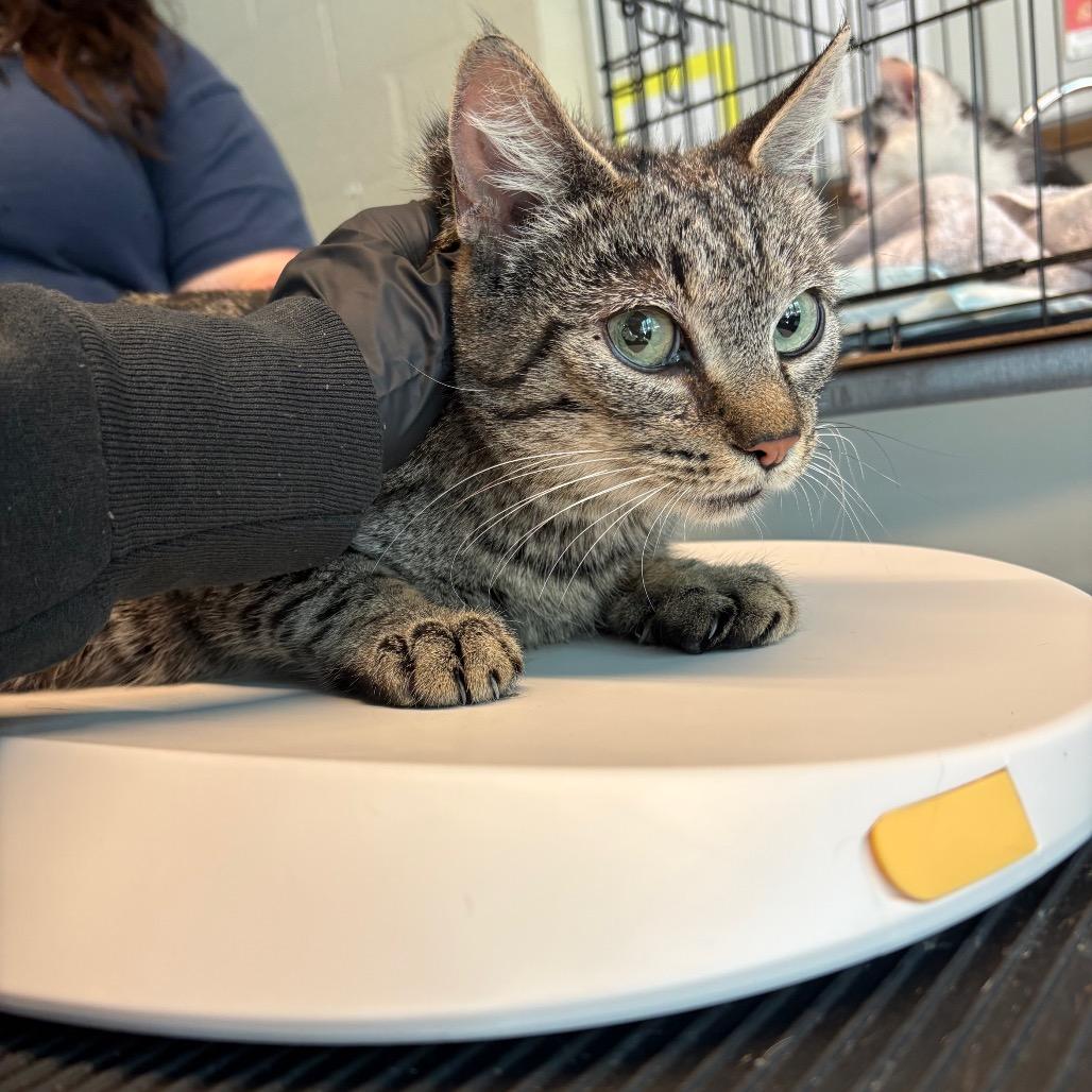 Celia, a Adoptable Domestic Short Hair in Pasadena , MD image 2/3