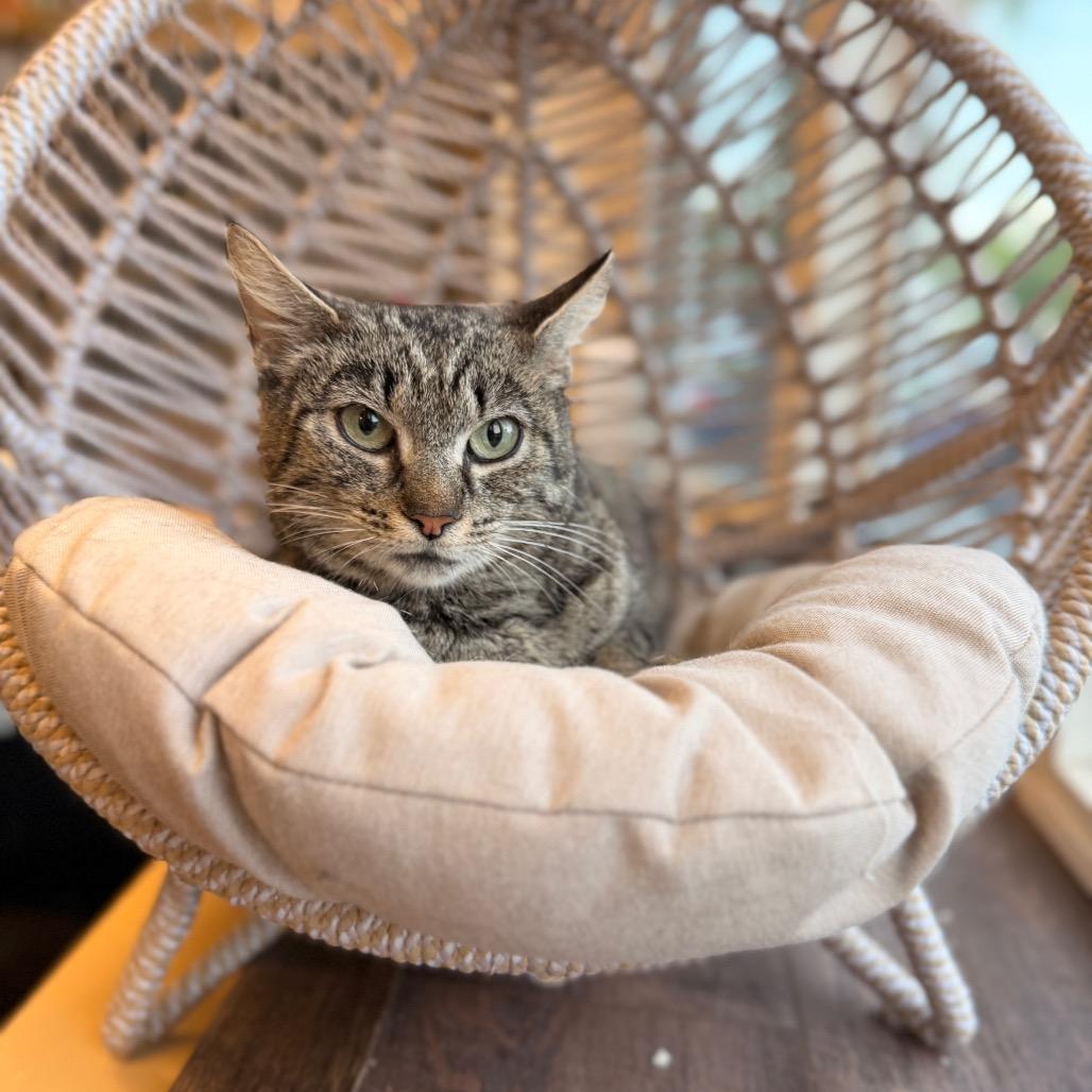 Celia, a Adoptable Domestic Short Hair in Pasadena , MD image 3/3