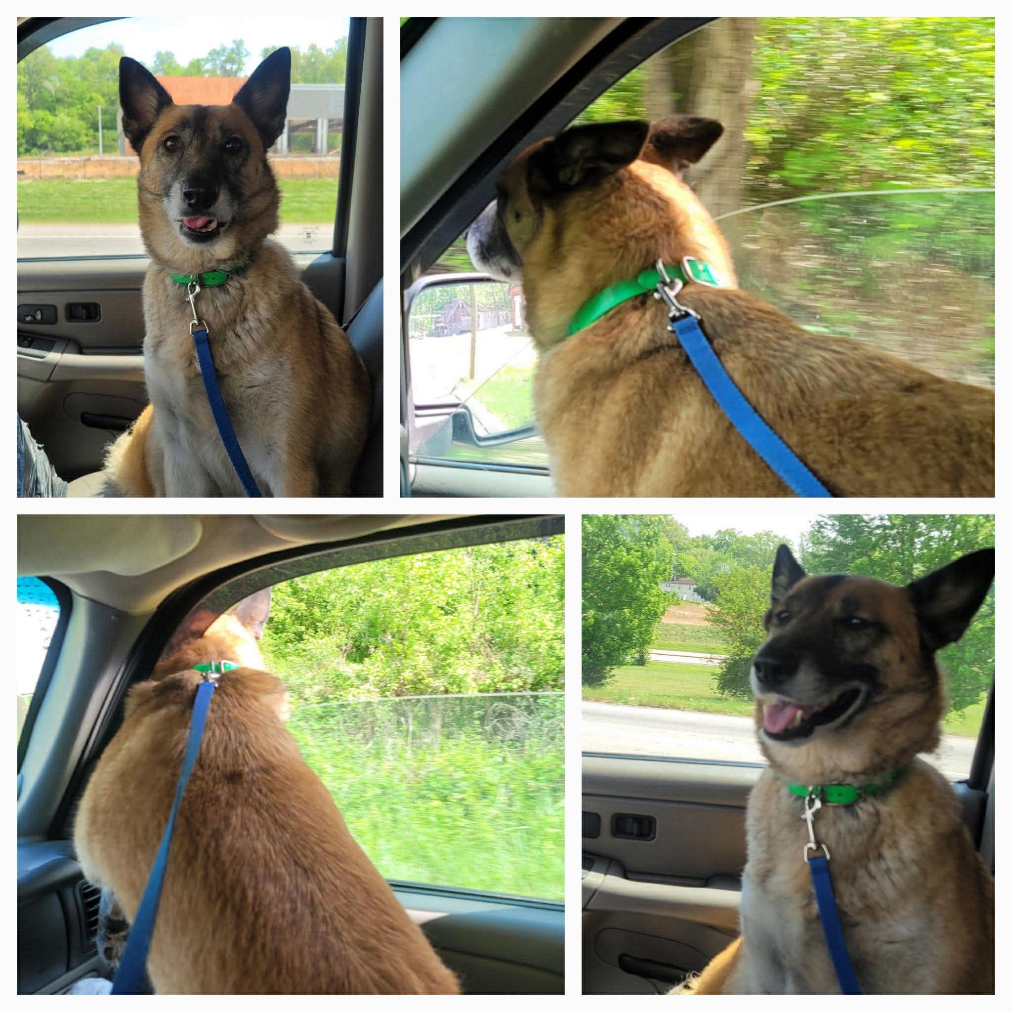 Enlarge Nova, a Adoptable mixed breed in Nashua, NH image 6/6