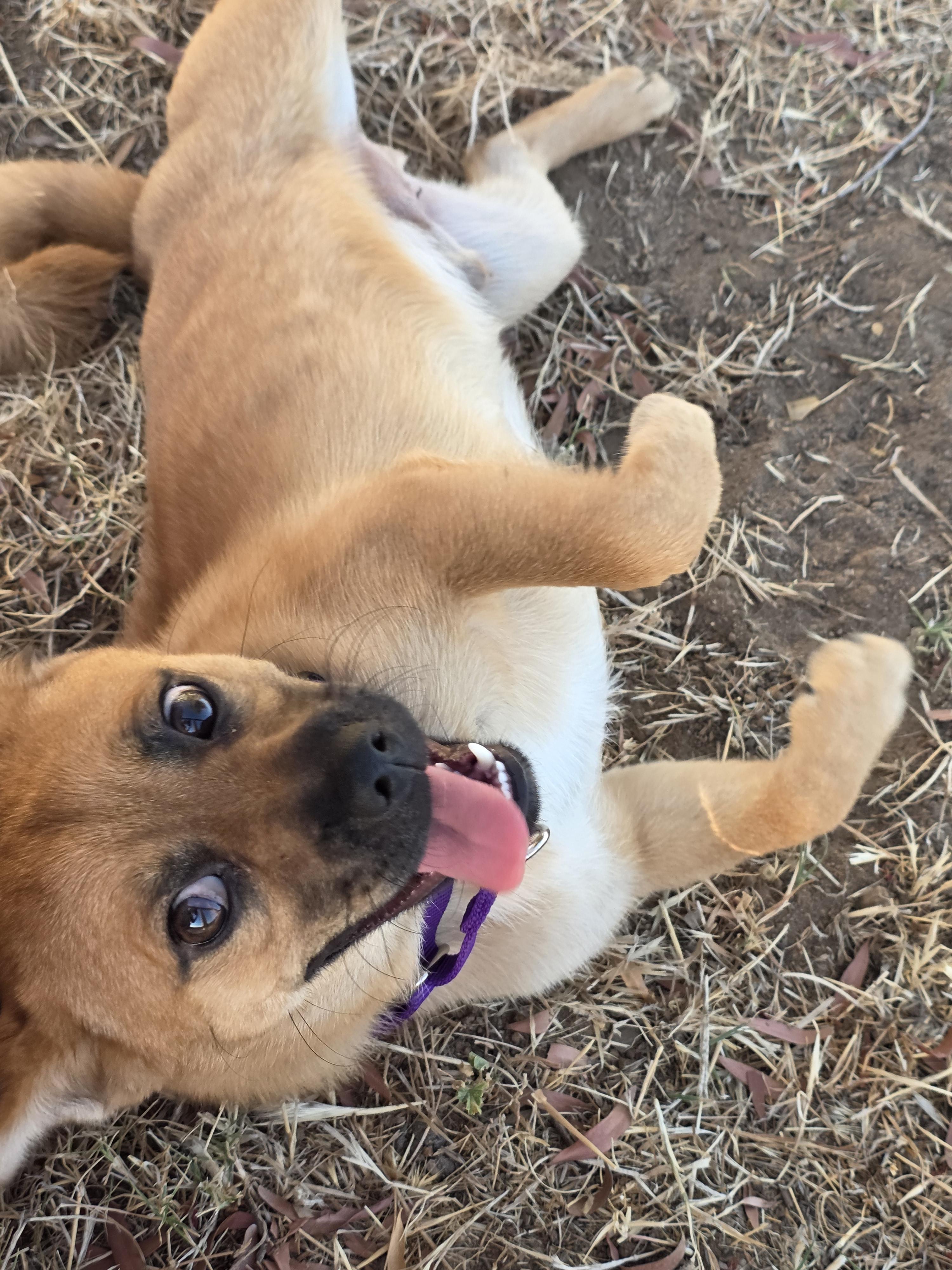Enlarge Crawfish, a Adoptable mixed breed in Santa Clara, CA image 5/6