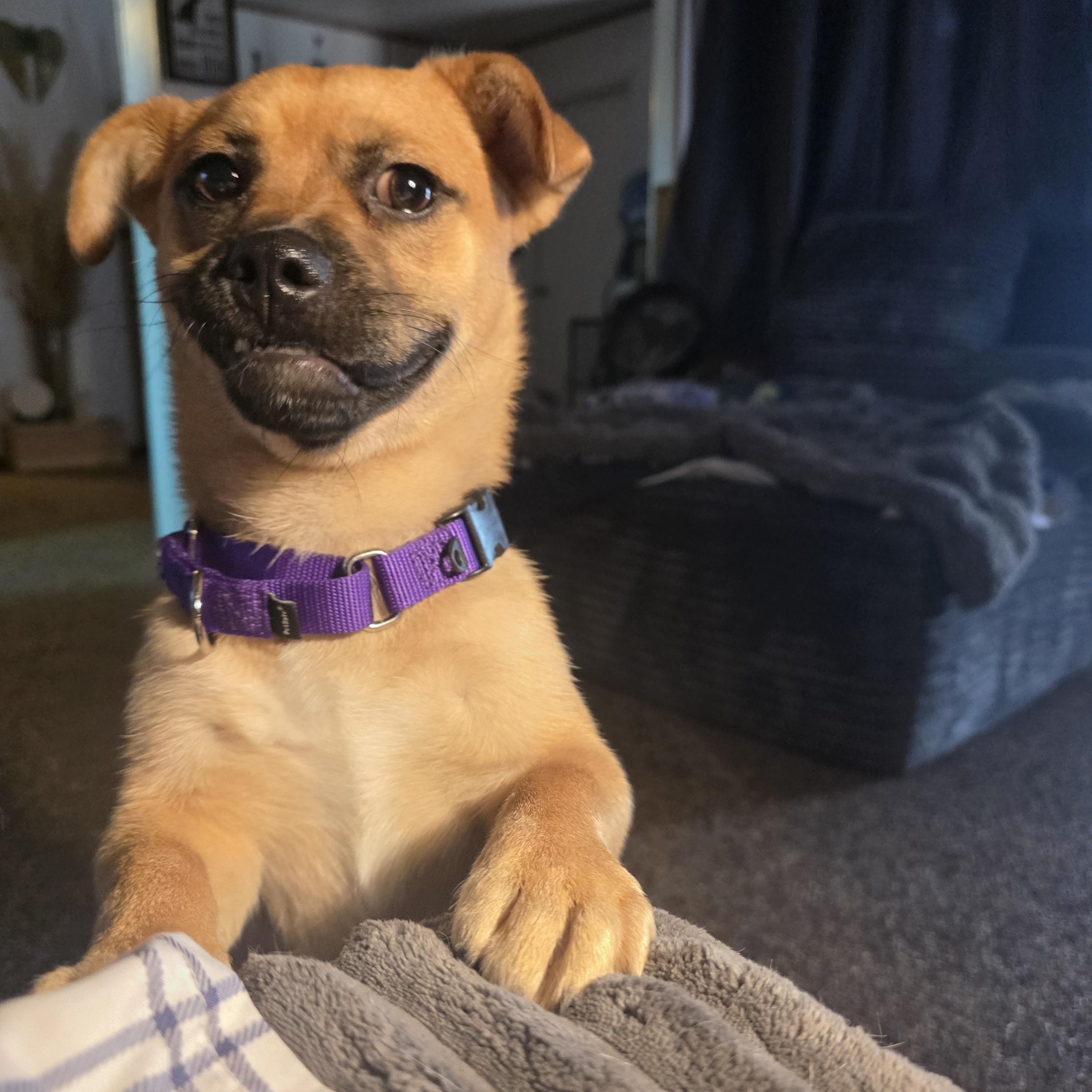 Enlarge Crawfish, a Adoptable mixed breed in Santa Clara, CA image 1/6