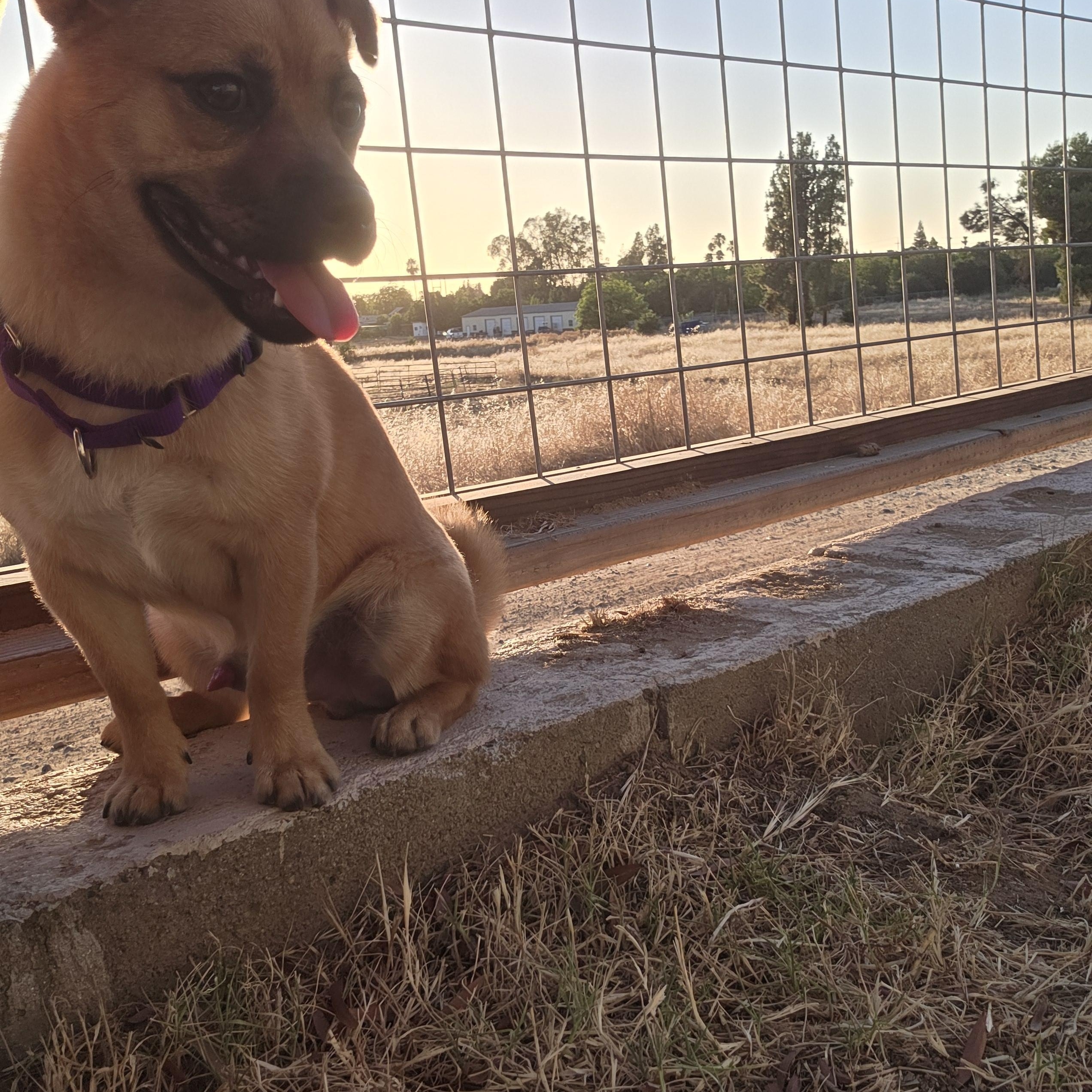 Enlarge Crawfish, a Adoptable mixed breed in Santa Clara, CA image 3/6