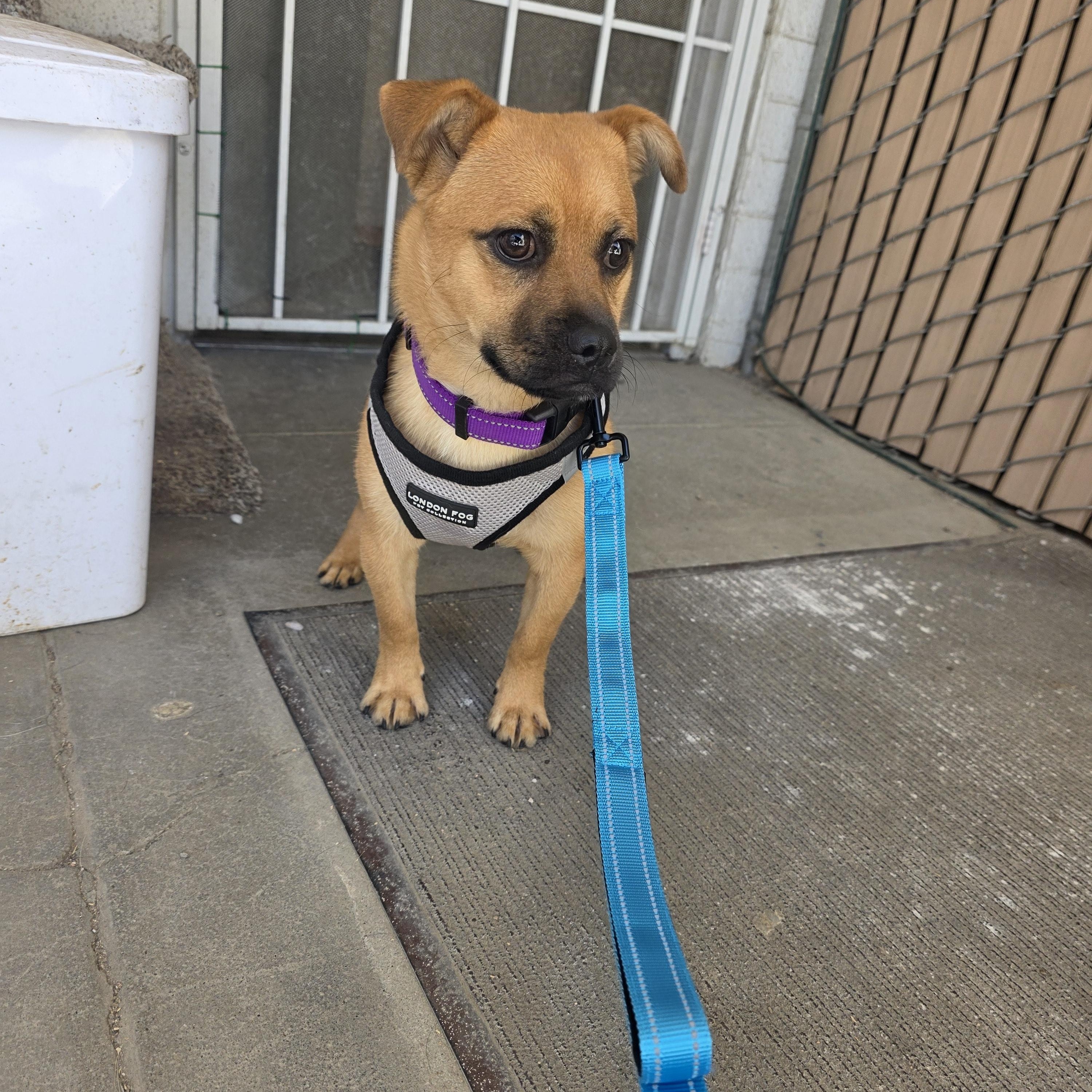 Enlarge Crawfish, a Adoptable mixed breed in Santa Clara, CA image 2/6